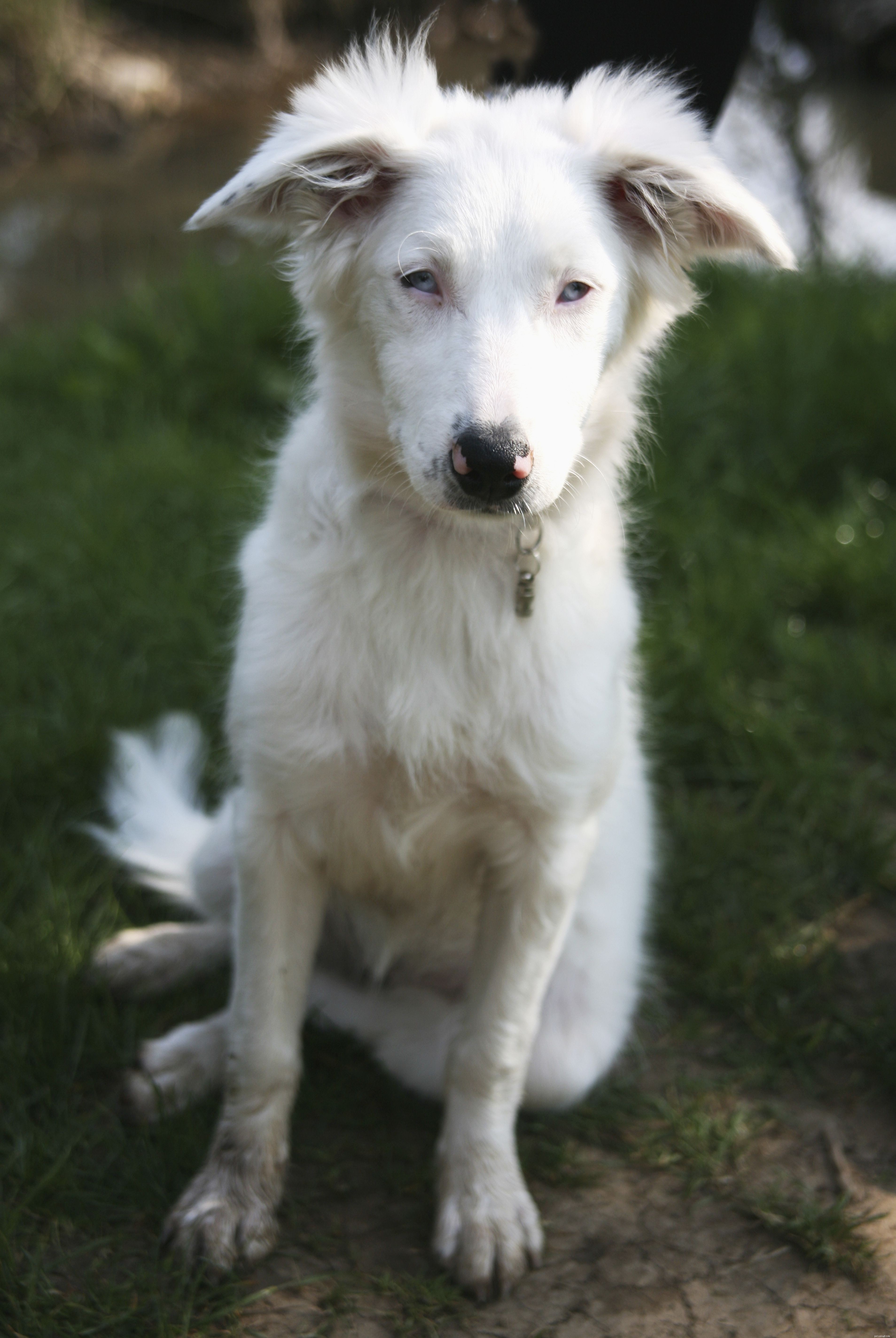 Top 9 Health Issues Common in Senior Dogs