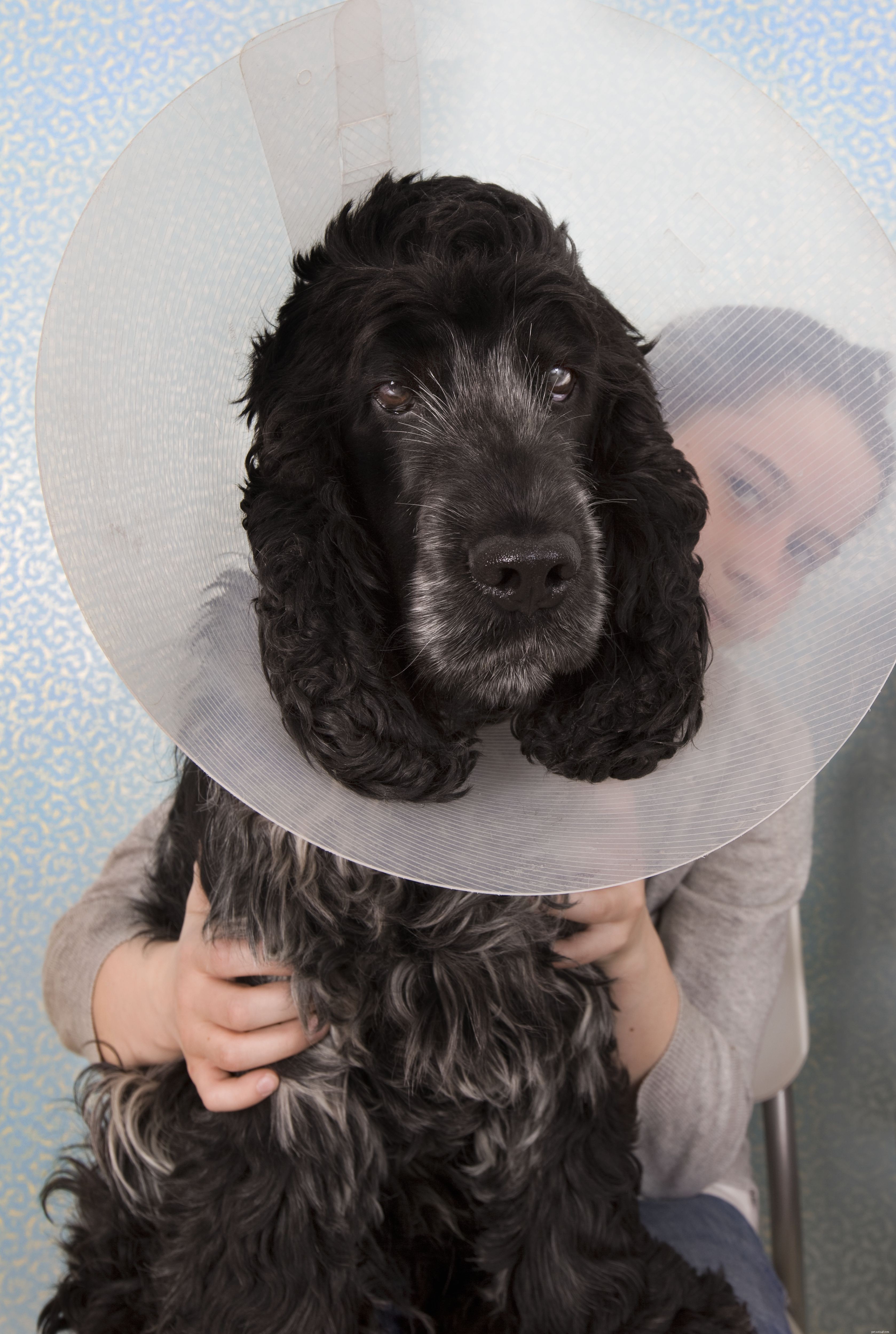 Top 9 Health Issues Common in Senior Dogs
