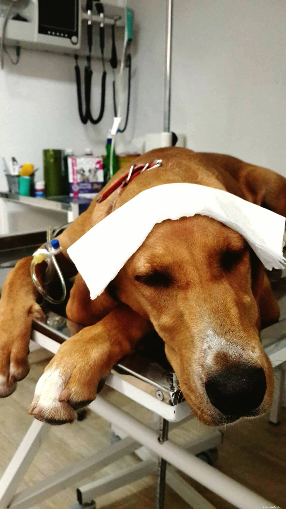 Top 9 Health Issues Common in Senior Dogs