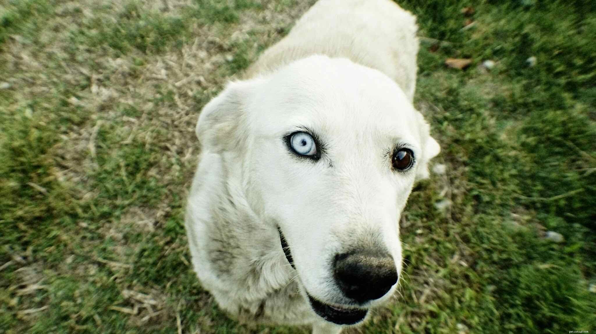 Top 9 Health Issues Common in Senior Dogs