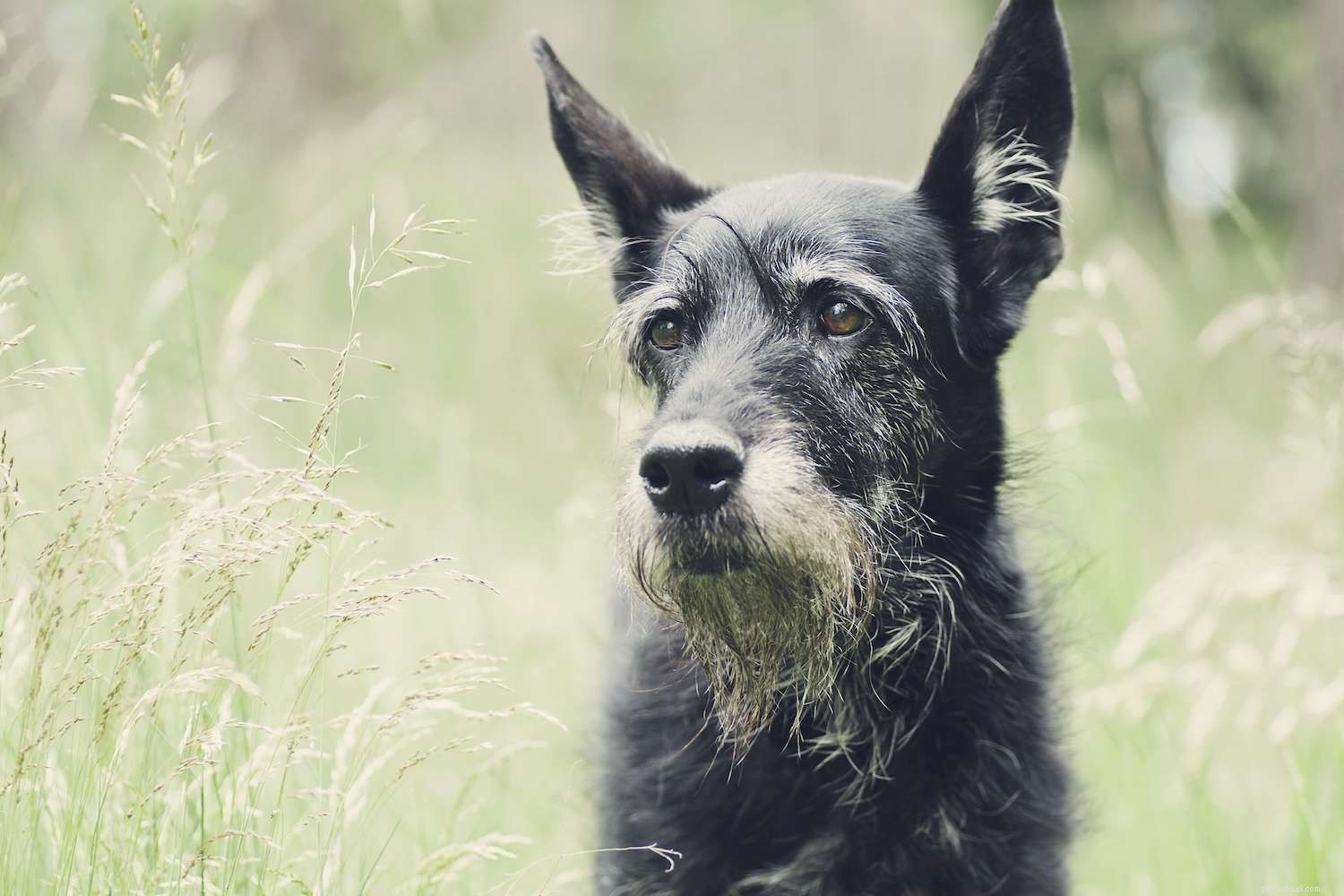 Top 9 Health Issues Common in Senior Dogs