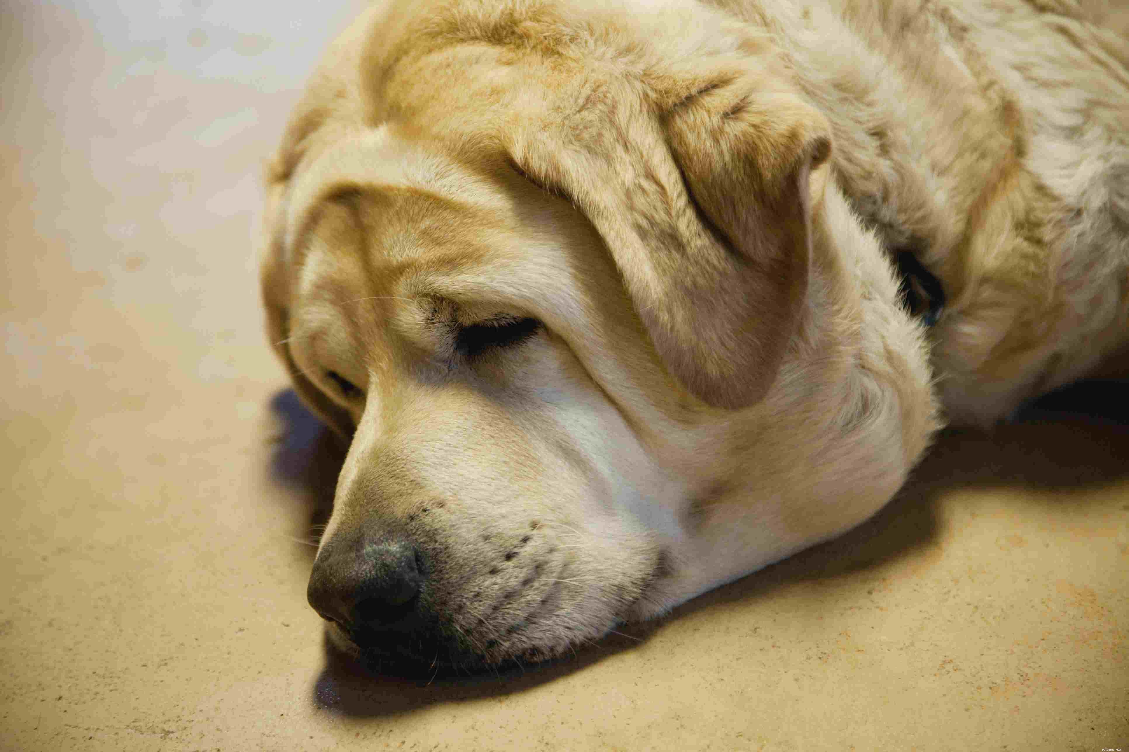 Top 9 Health Issues Common in Senior Dogs