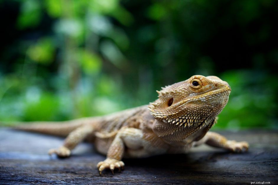 Bearded Dragon Cloacal Prolapse: Causes, Symptoms, and Effective Treatment