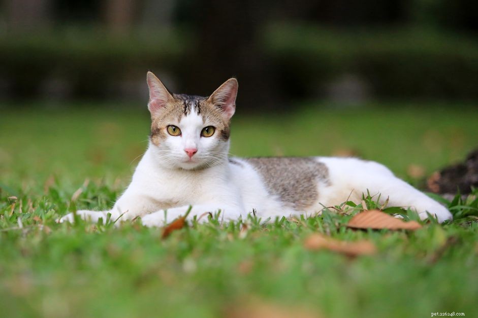 Can Your Cat Safely Enjoy Salami?