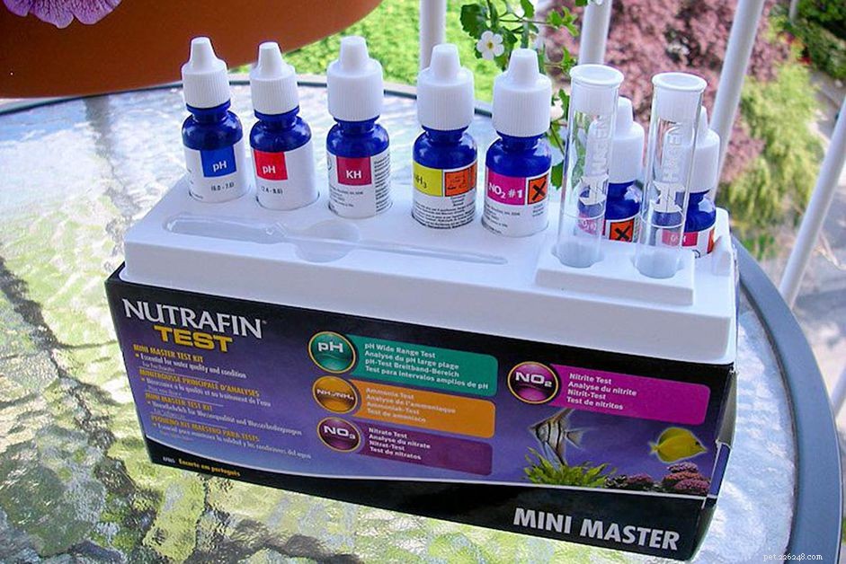 How to Test Aquarium Water for Healthy Fish
