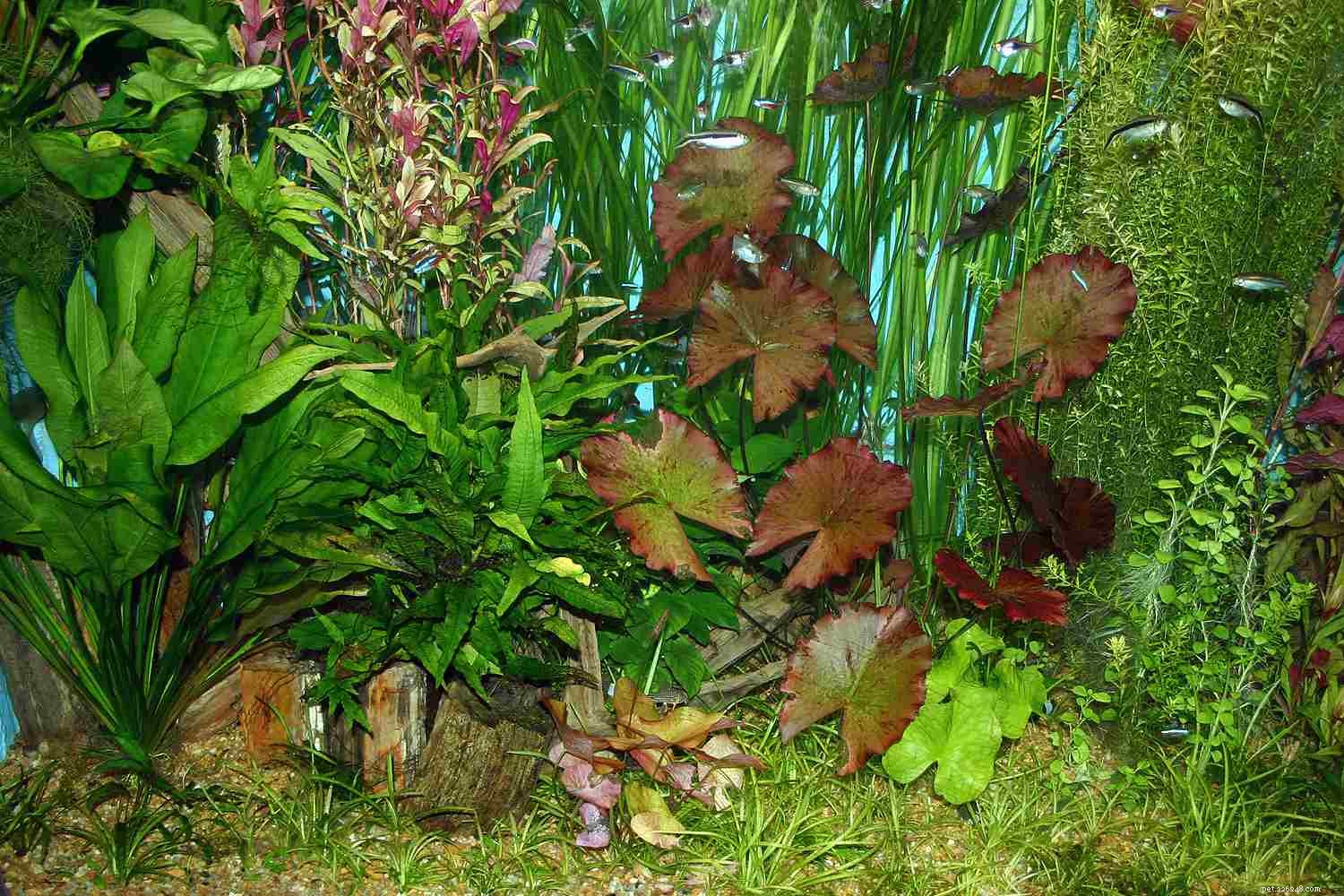Why Live Plants Are Essential for a Healthy Home Aquarium