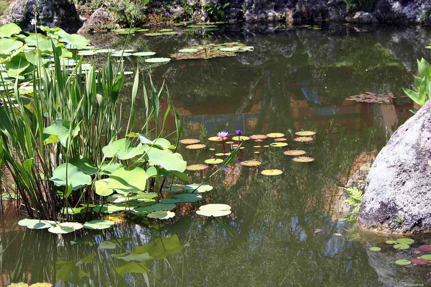 Why Live Plants Are Essential for a Healthy Home Aquarium