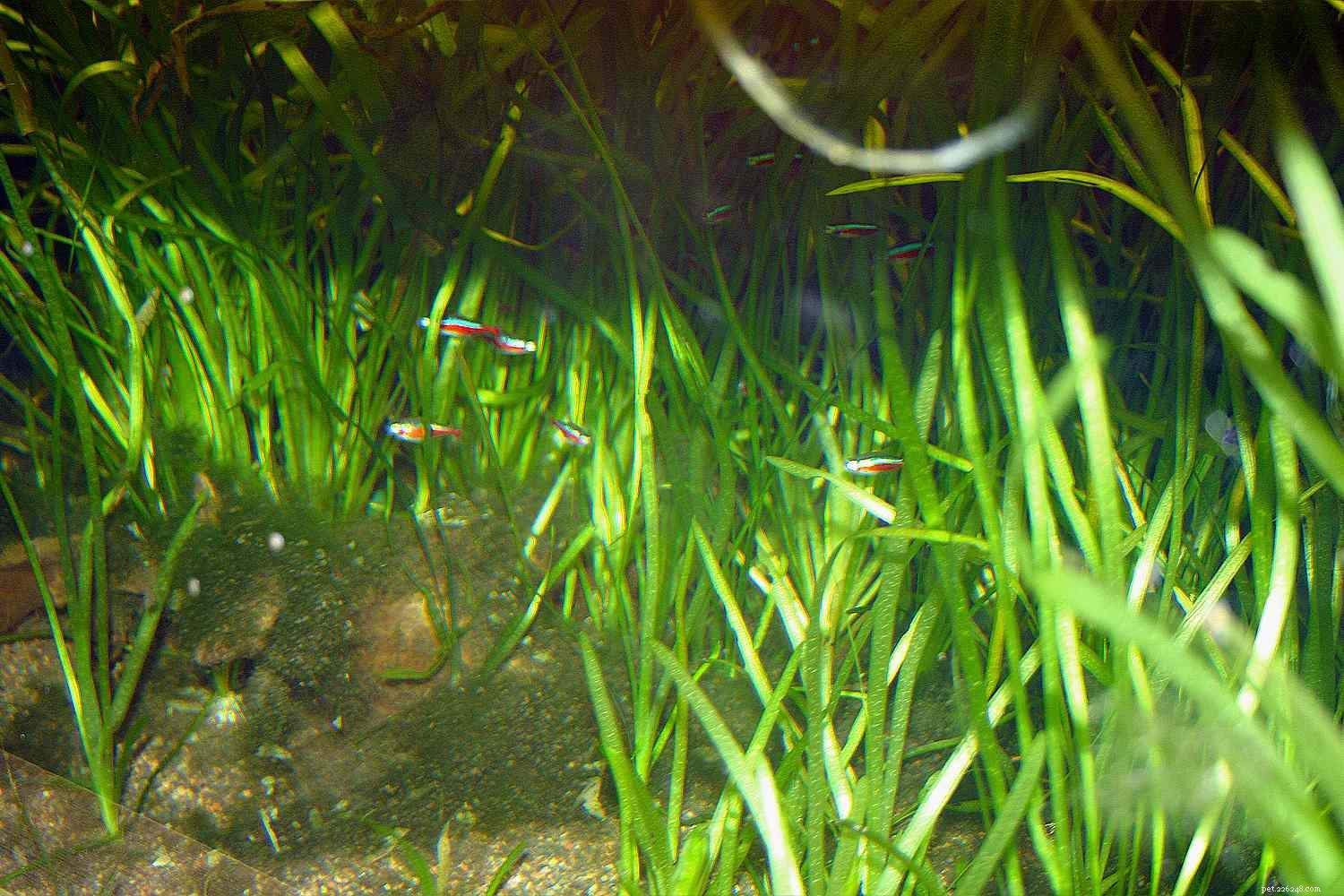 Why Live Plants Are Essential for a Healthy Home Aquarium