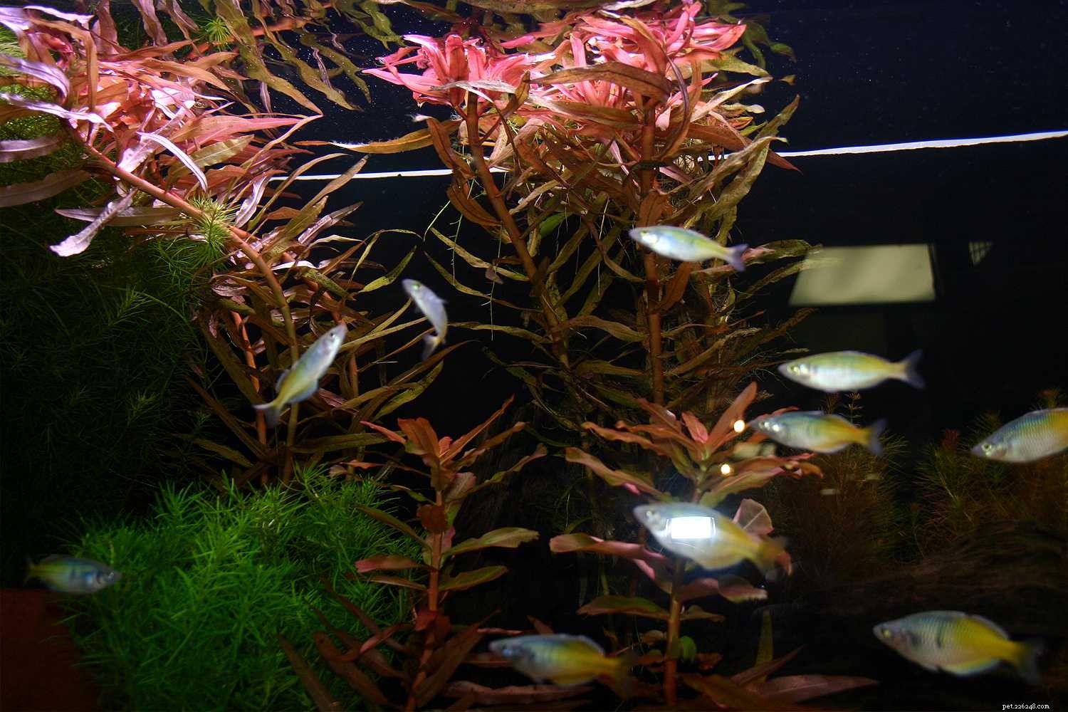 Why Live Plants Are Essential for a Healthy Home Aquarium
