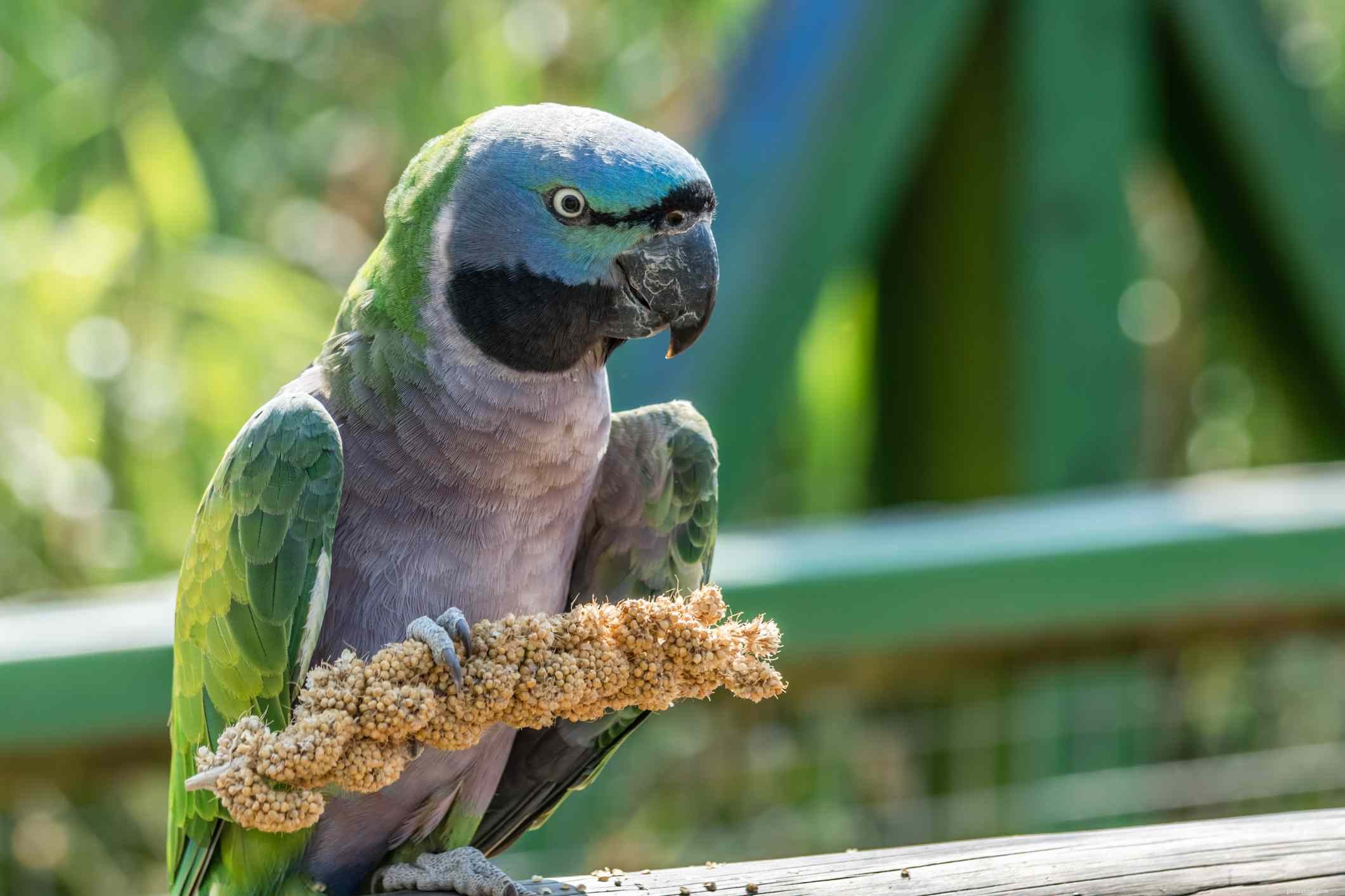 Derbyan Parakeet (Lord Derby’s Parakeet): In-Depth Profile & Care Guide