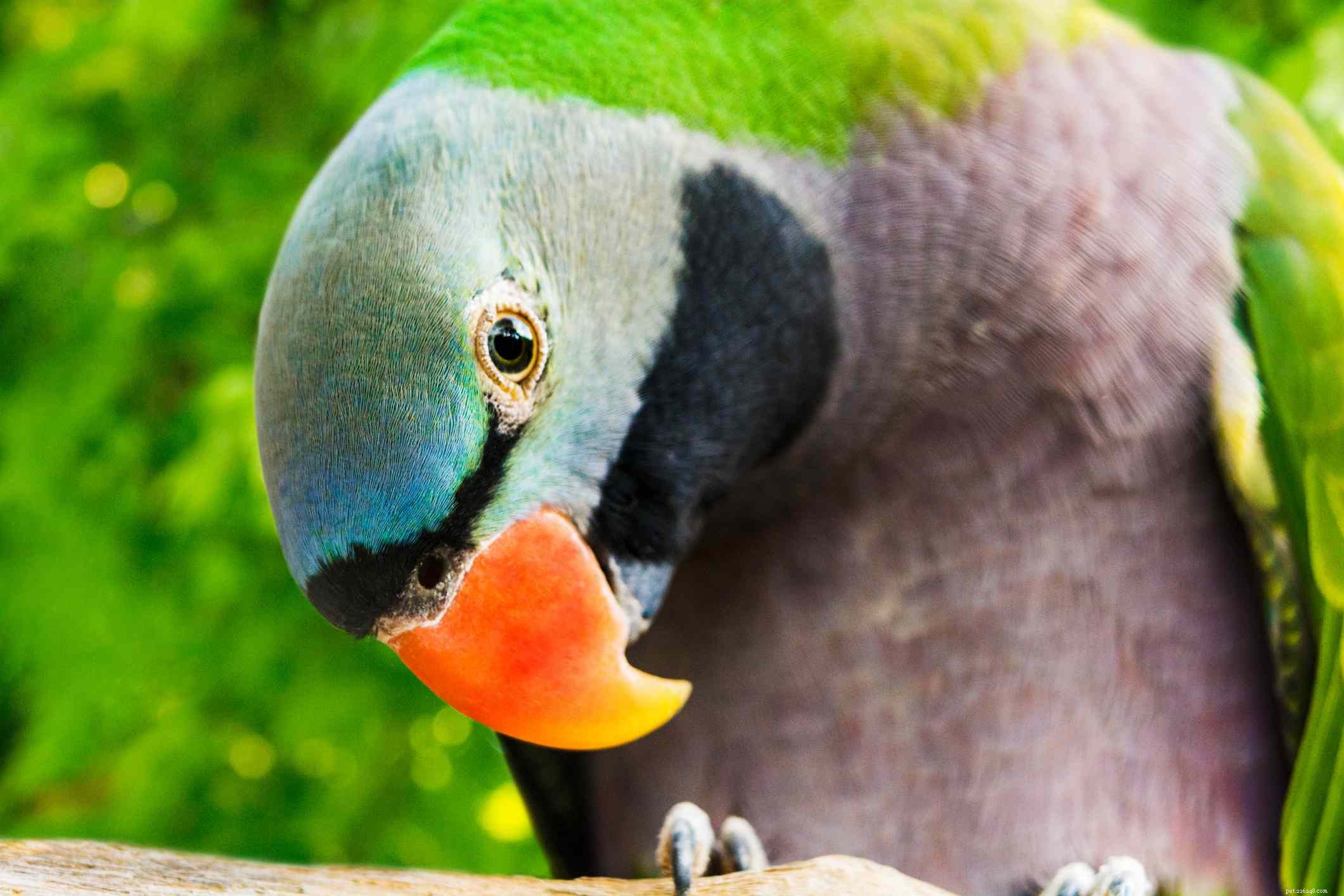 Derbyan Parakeet (Lord Derby’s Parakeet): In-Depth Profile & Care Guide