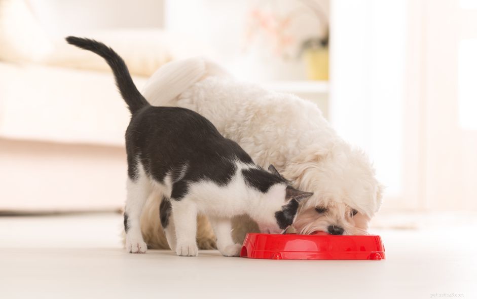 Is It Safe for Cats to Consume Dog Food? Expert Insights