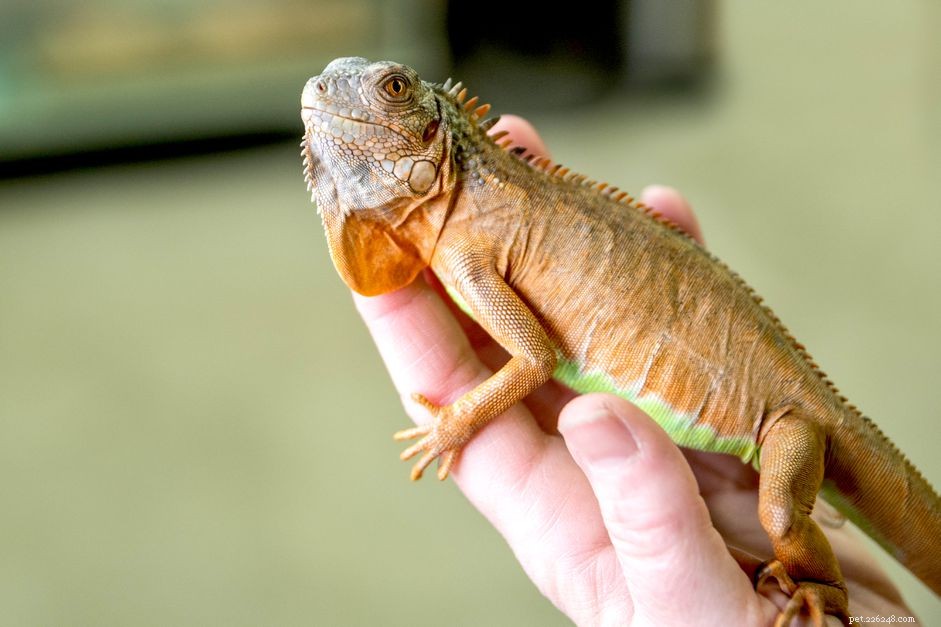 U.S. State Laws on Exotic Pets: What You Need to Know