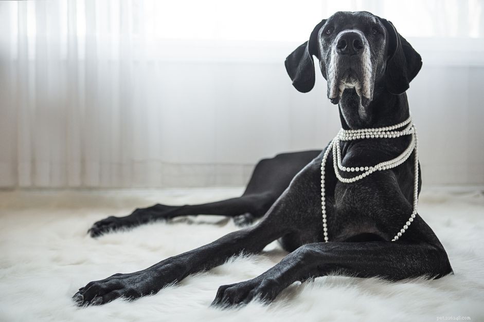 60 Elegant Names for Your Female Great Dane