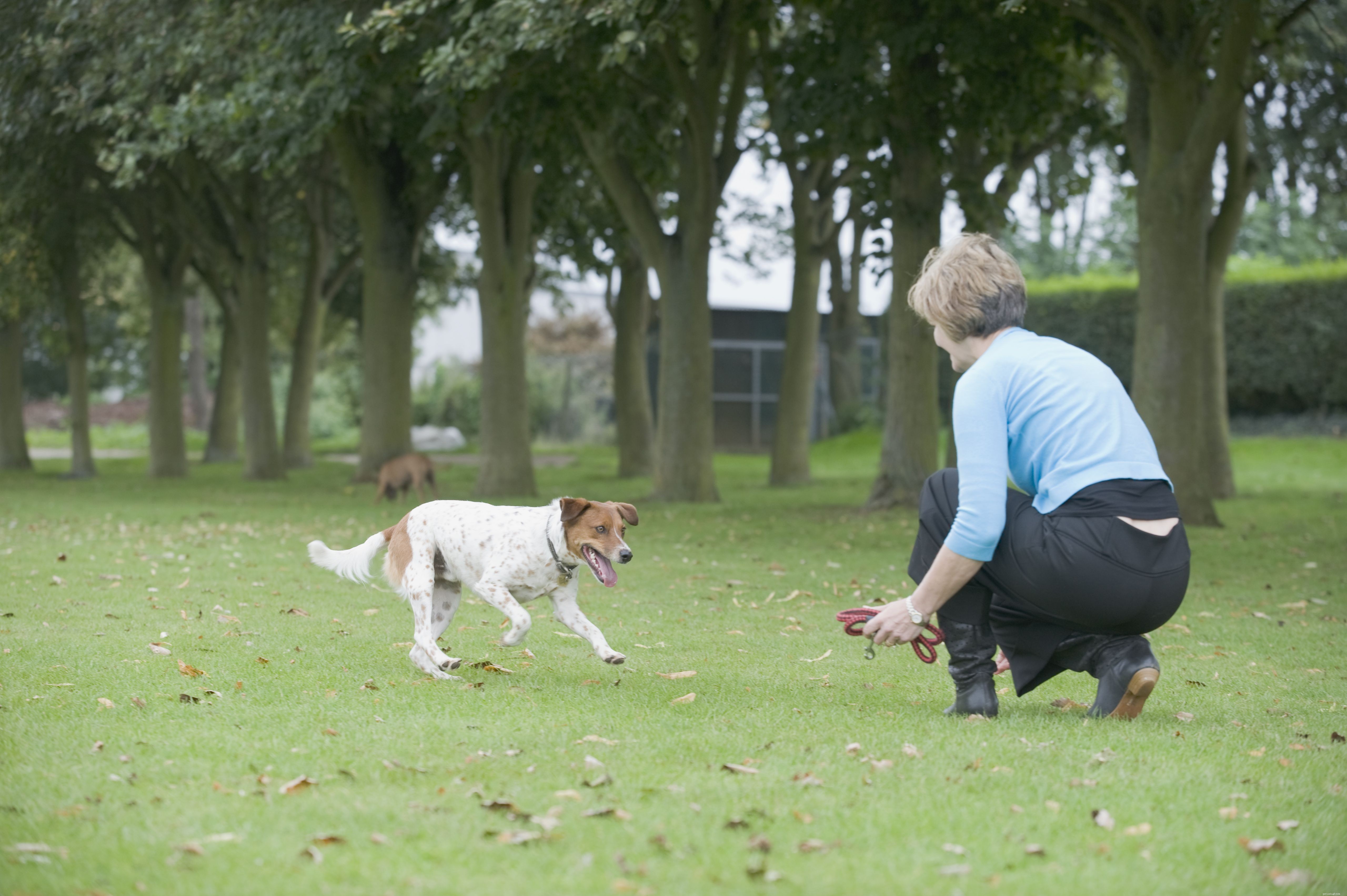 Top 10 Essential Dog Training Commands for Every Owner