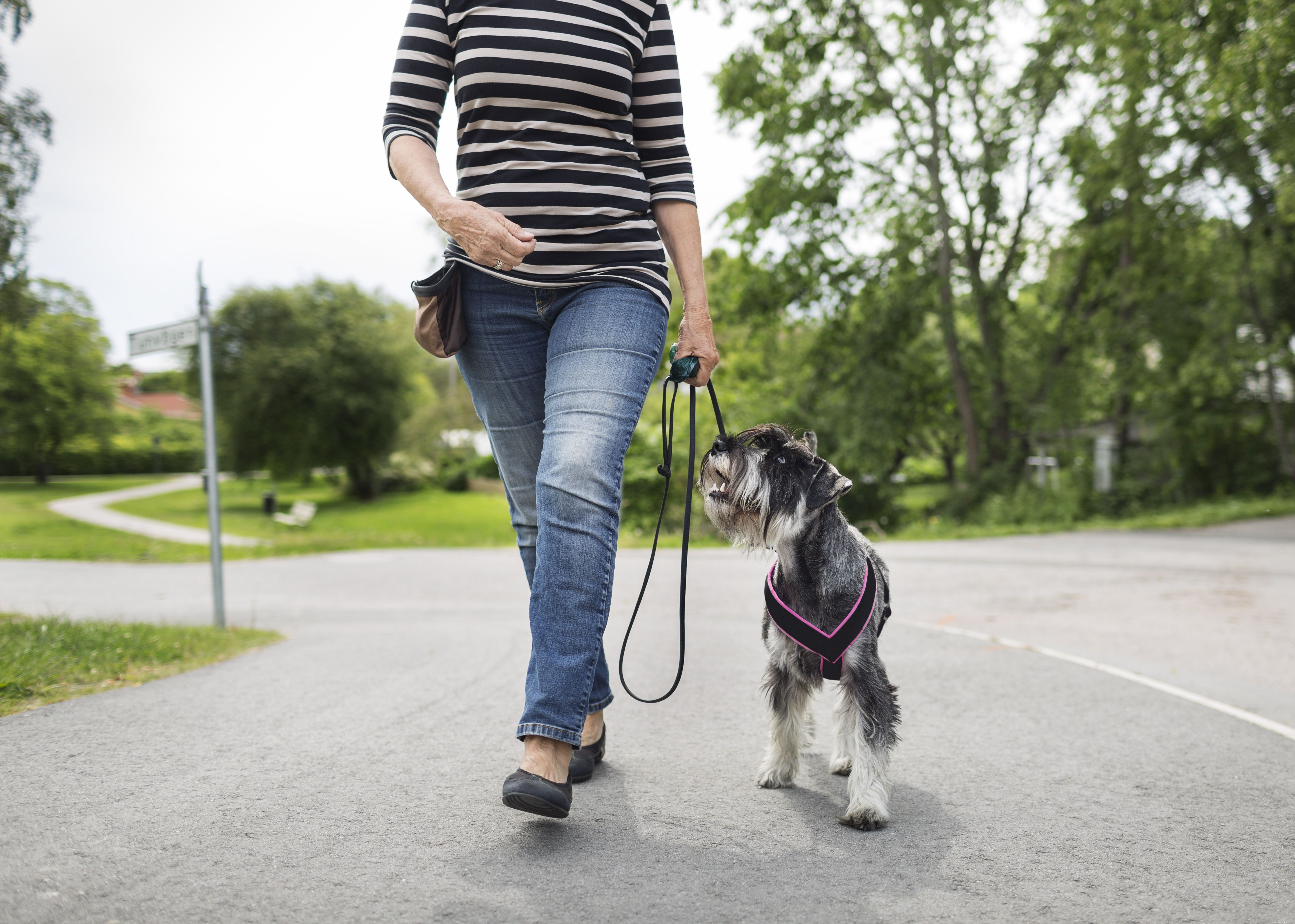 Top 10 Essential Dog Training Commands for Every Owner
