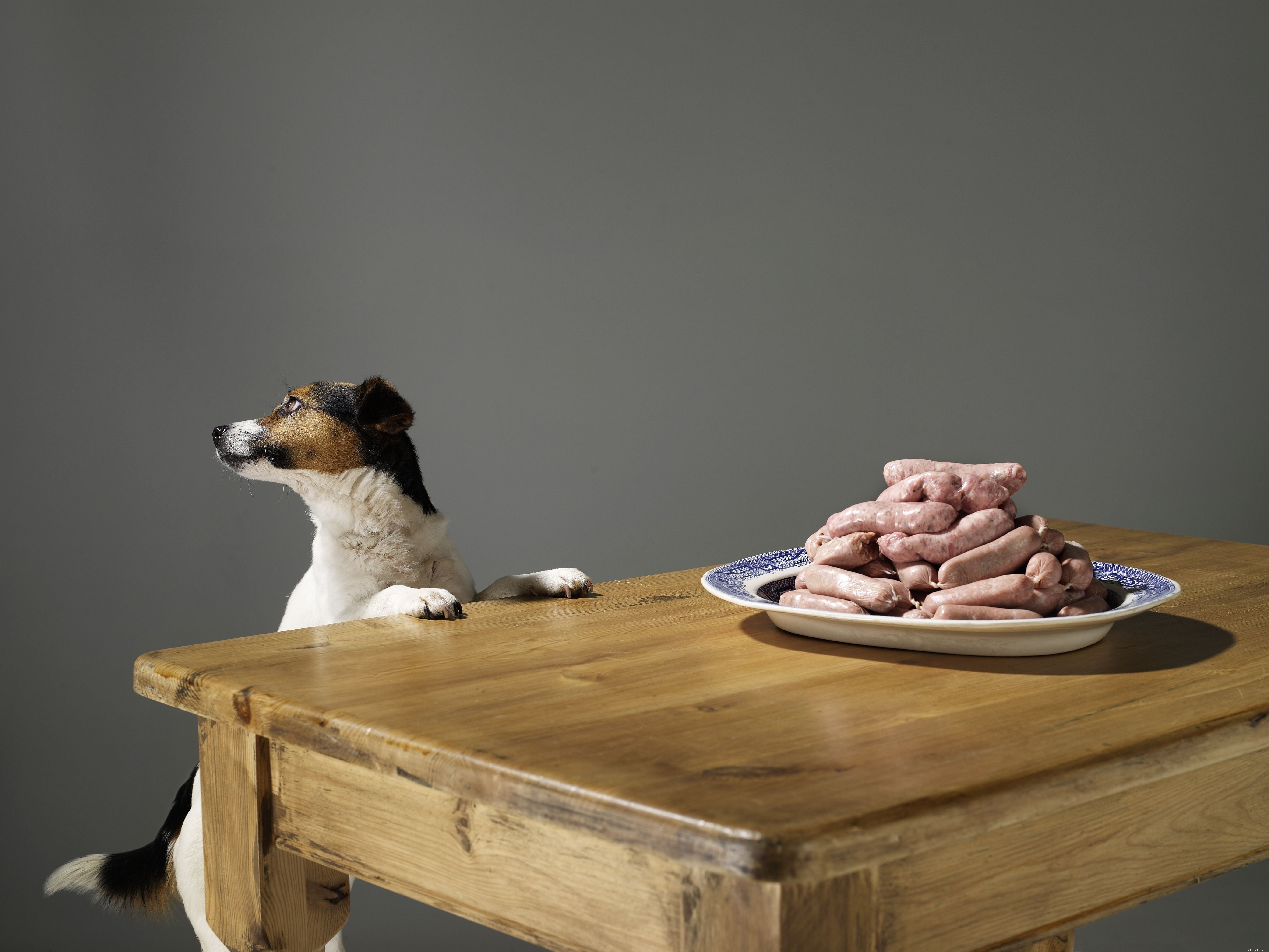 Top 10 Essential Dog Training Commands for Every Owner