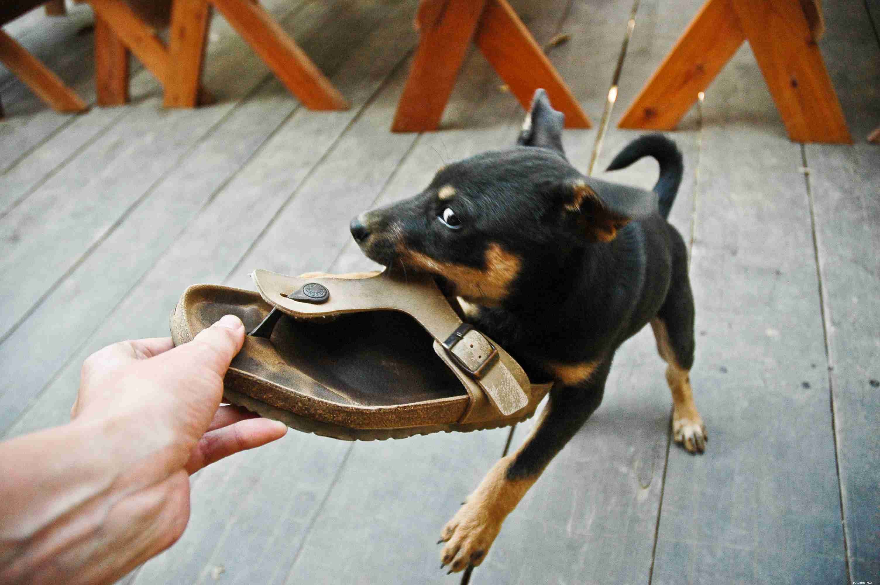 Top 10 Essential Dog Training Commands for Every Owner