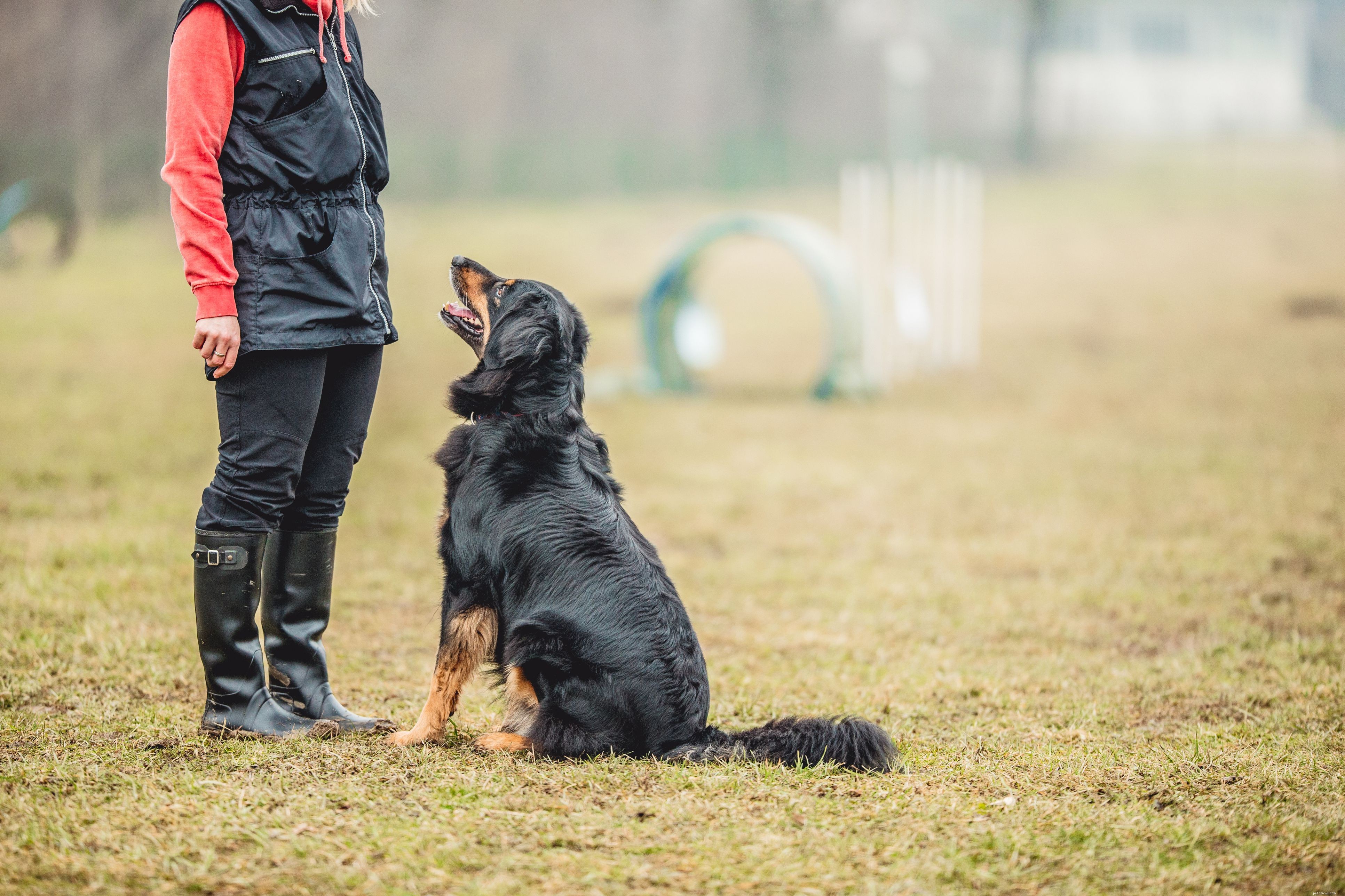 Top 10 Essential Dog Training Commands for Every Owner