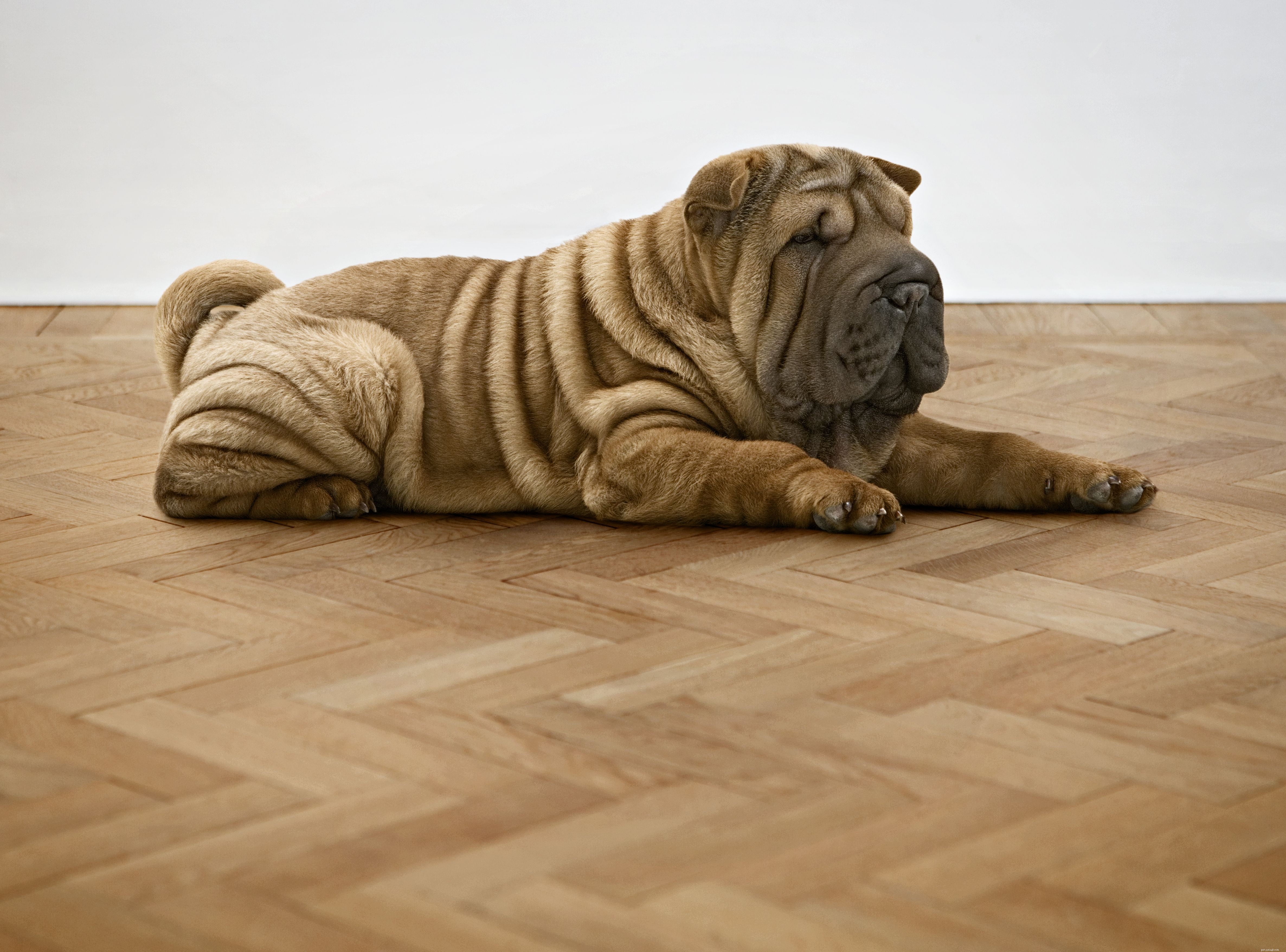Top 10 Essential Dog Training Commands for Every Owner