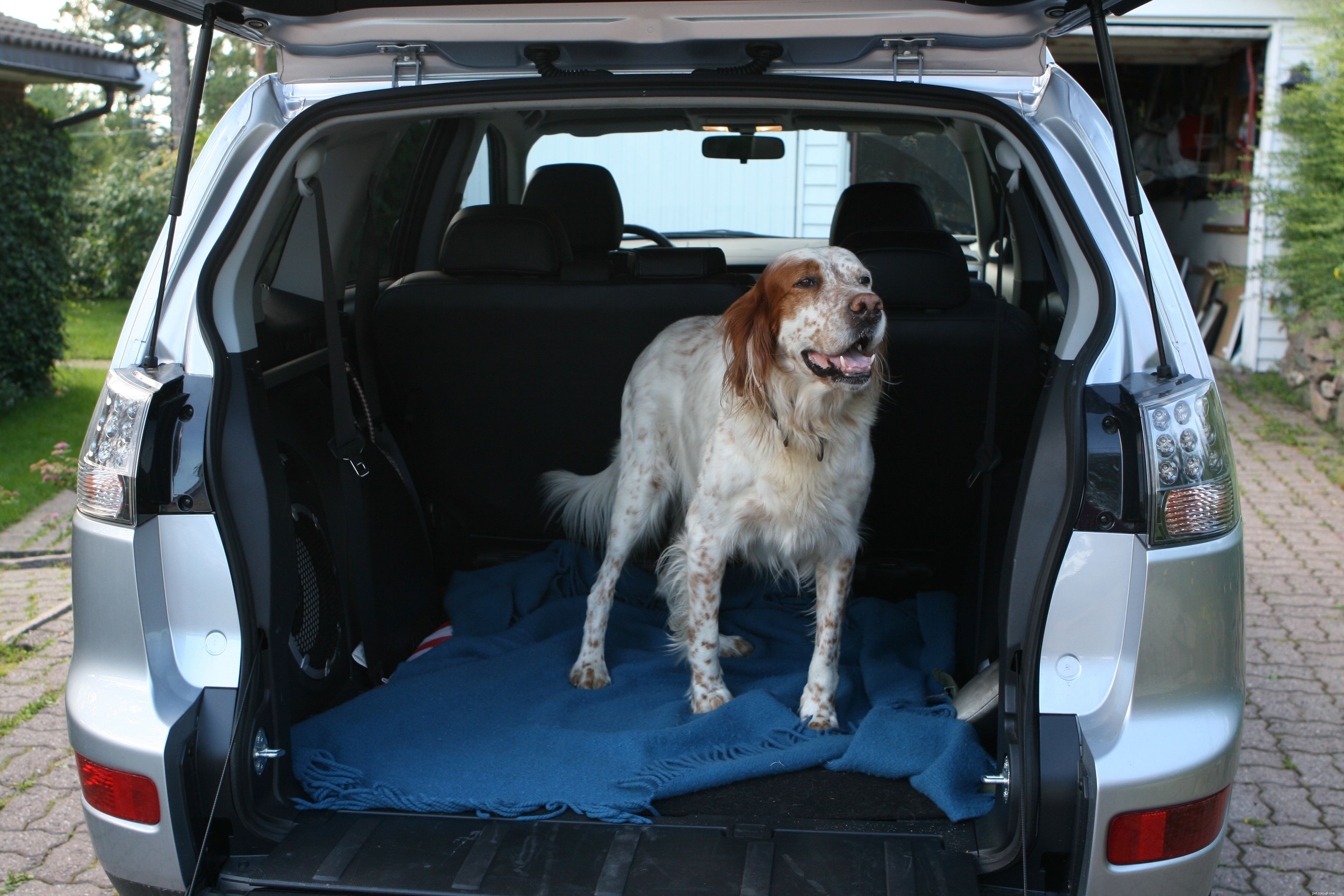 Top 10 Essential Dog Training Commands for Every Owner