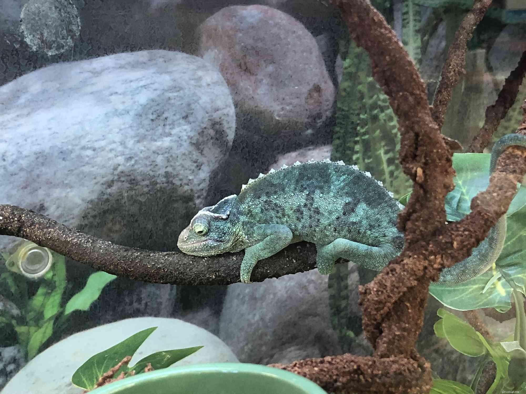 5 Essential Tips Before Owning a Chameleon