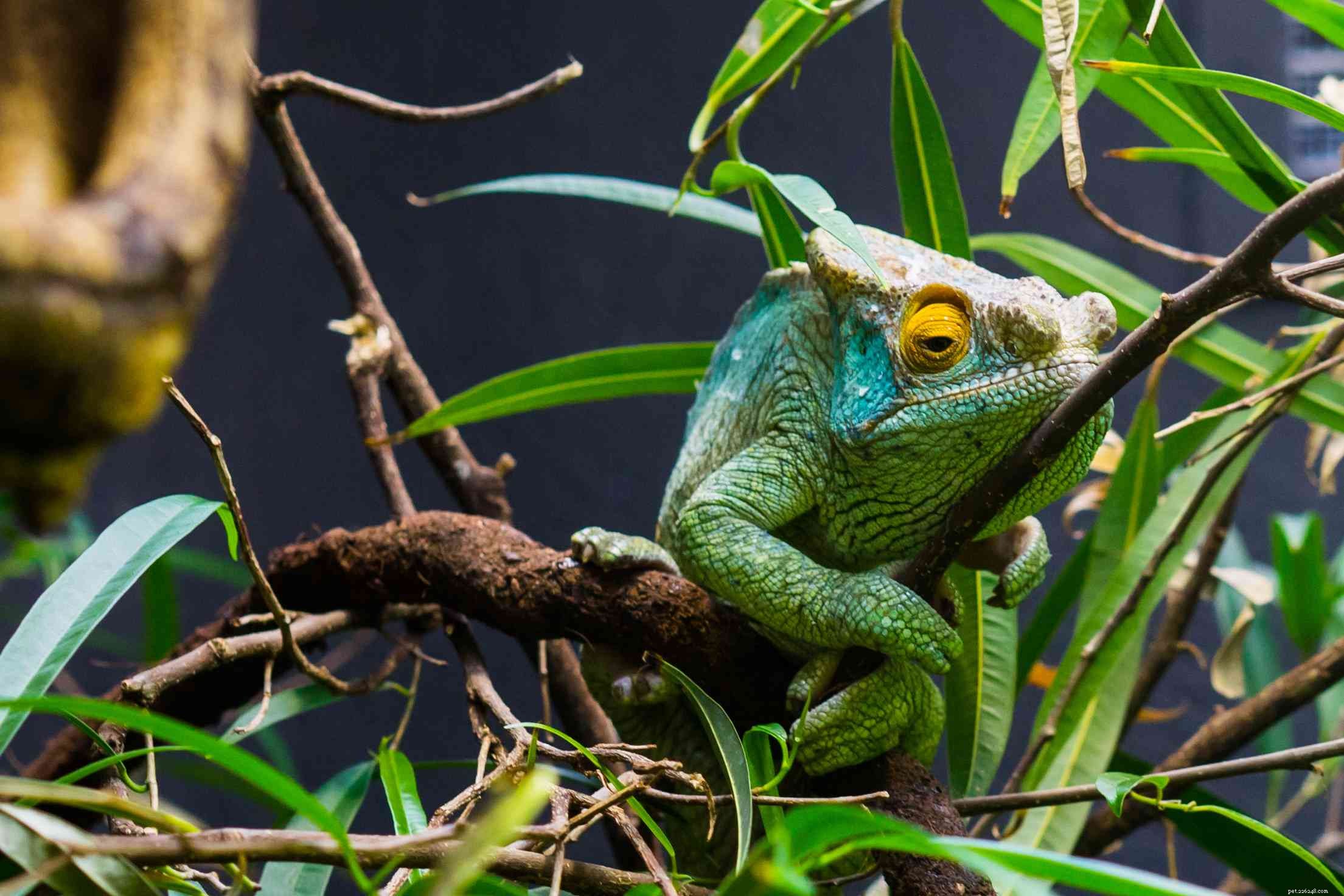 5 Essential Tips Before Owning a Chameleon