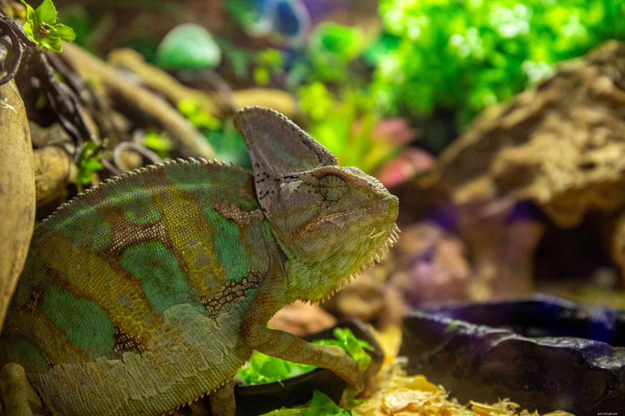 5 Essential Tips Before Owning a Chameleon