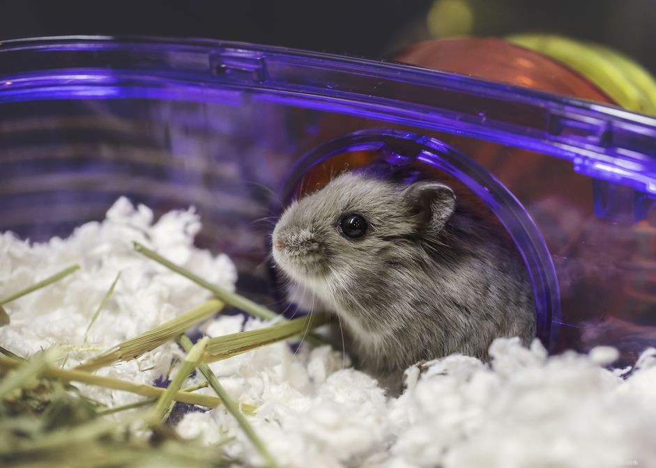 Safe Bleach Use for Cleaning Pet Cages: Tips & Guidelines