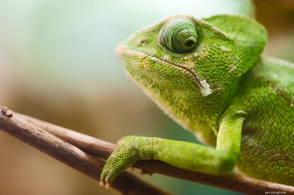 Your First 30 Days with a Pet Chameleon: A Complete Care Guide