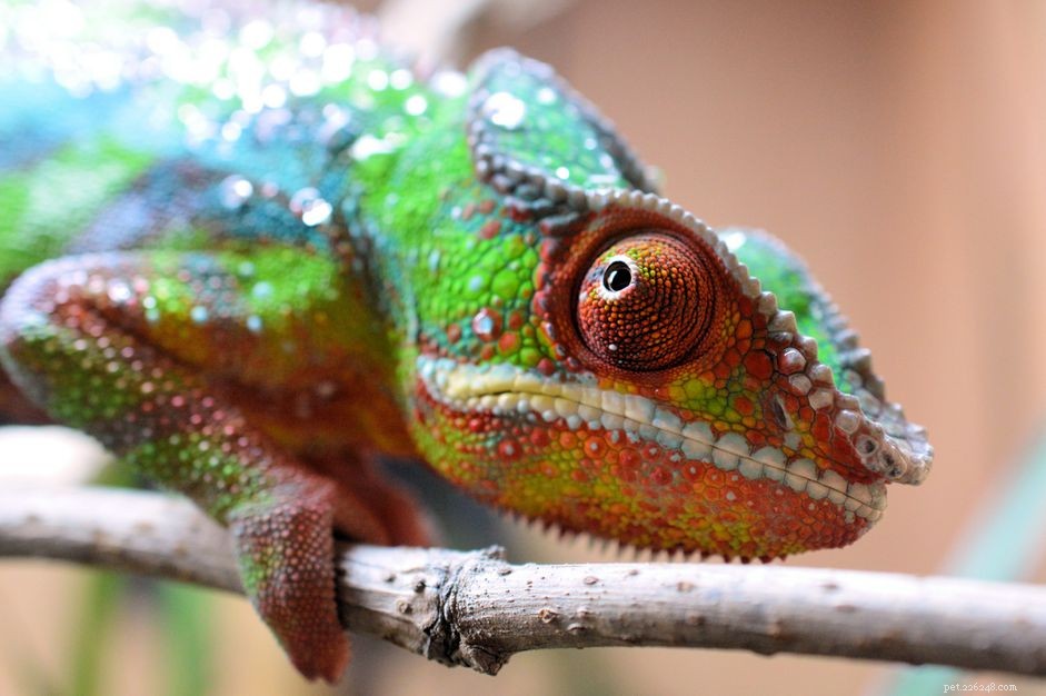 Chameleons as Pets: Key Insights for Successful Ownership