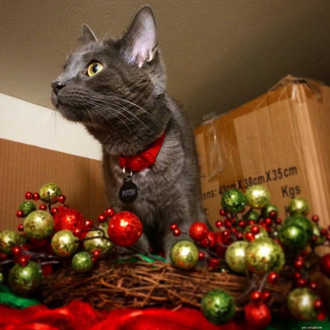13 Delightful Cats Embracing the Joy of Christmas
