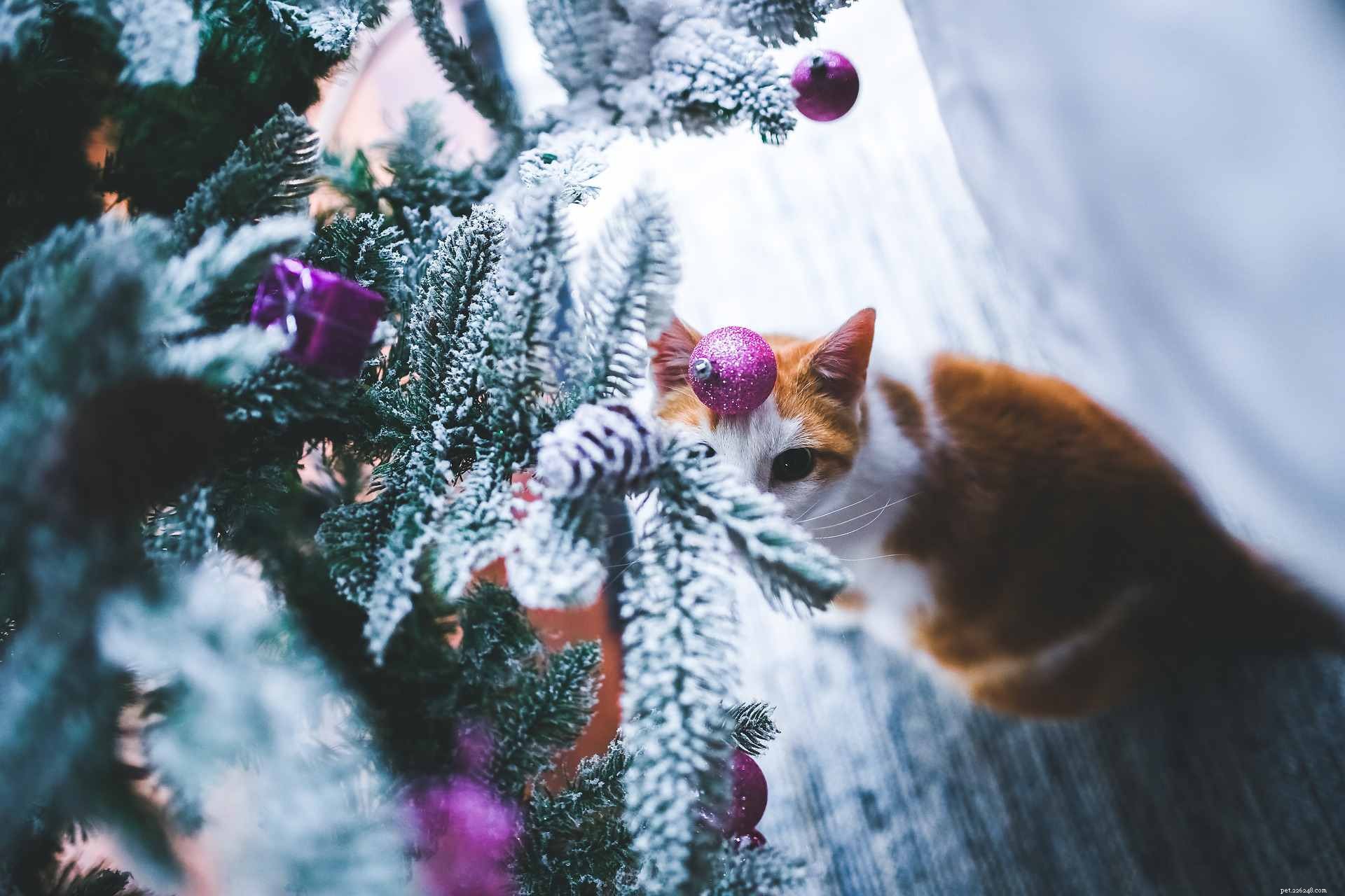 13 Delightful Cats Embracing the Joy of Christmas