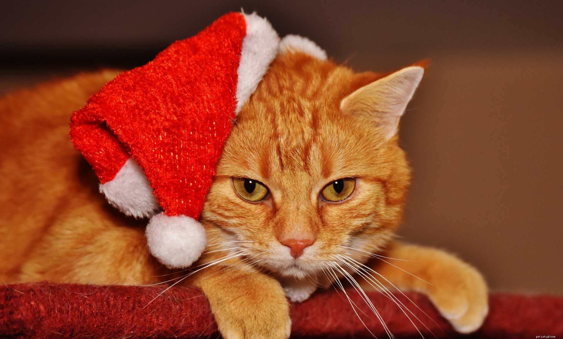 13 Delightful Cats Embracing the Joy of Christmas
