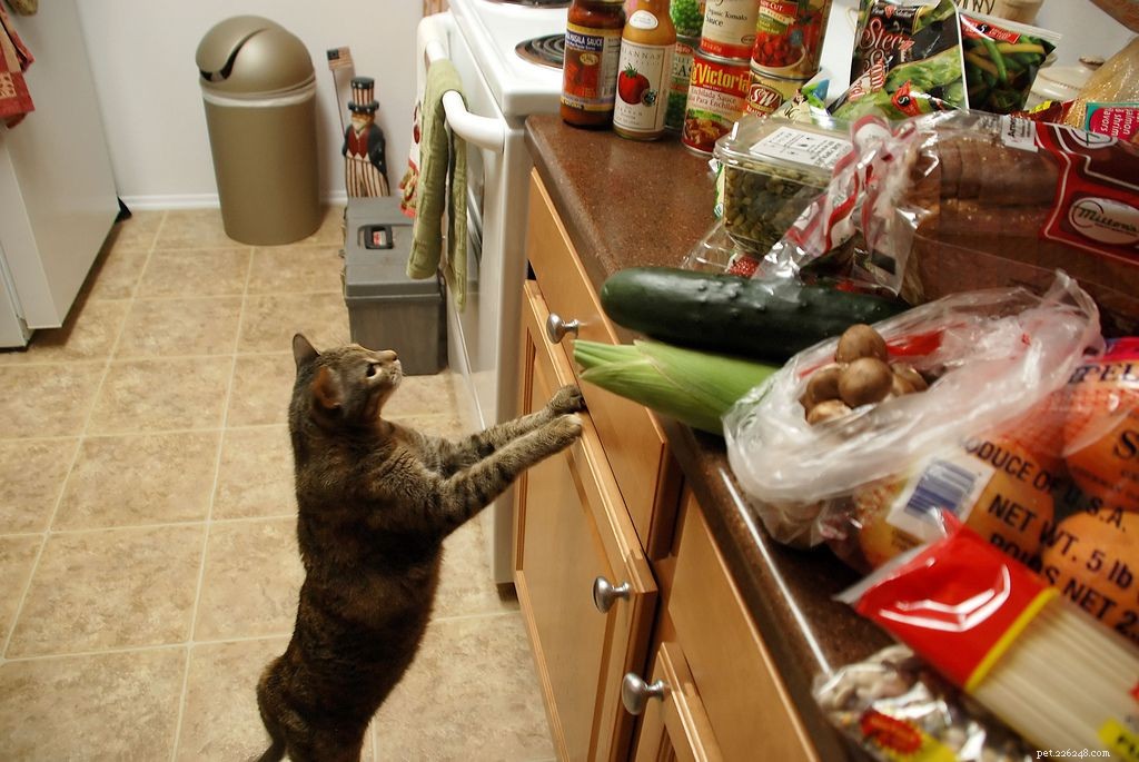 13 Delightful Cats Embracing the Joy of Christmas