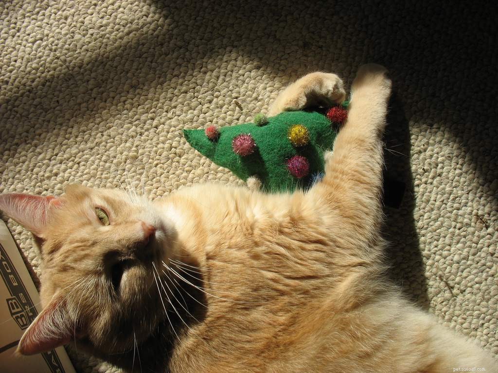 13 Delightful Cats Embracing the Joy of Christmas