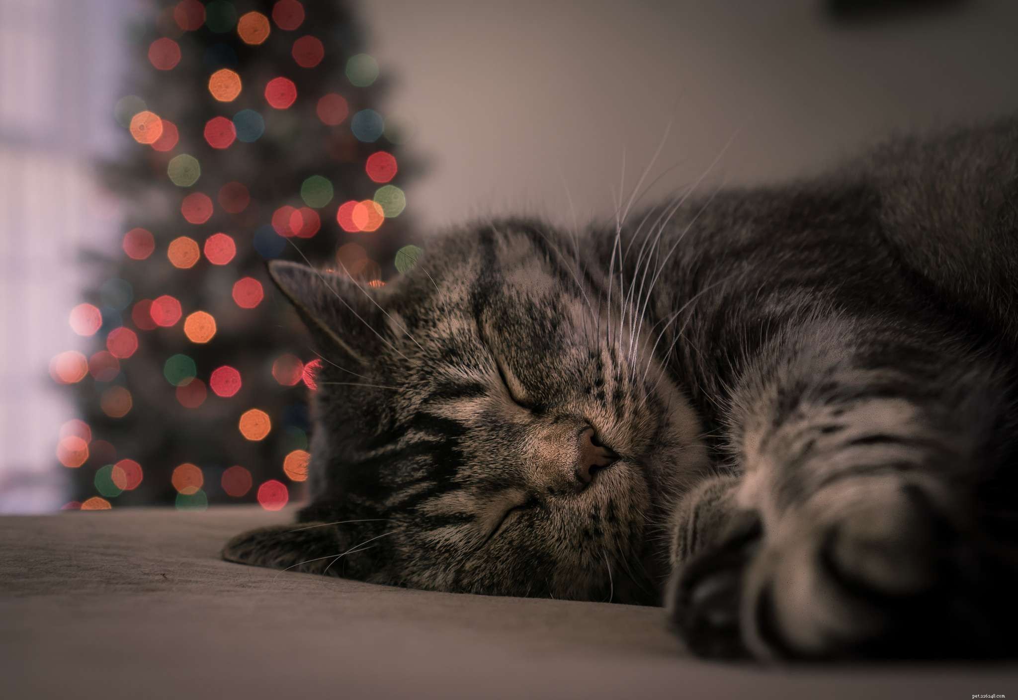 13 Delightful Cats Embracing the Joy of Christmas