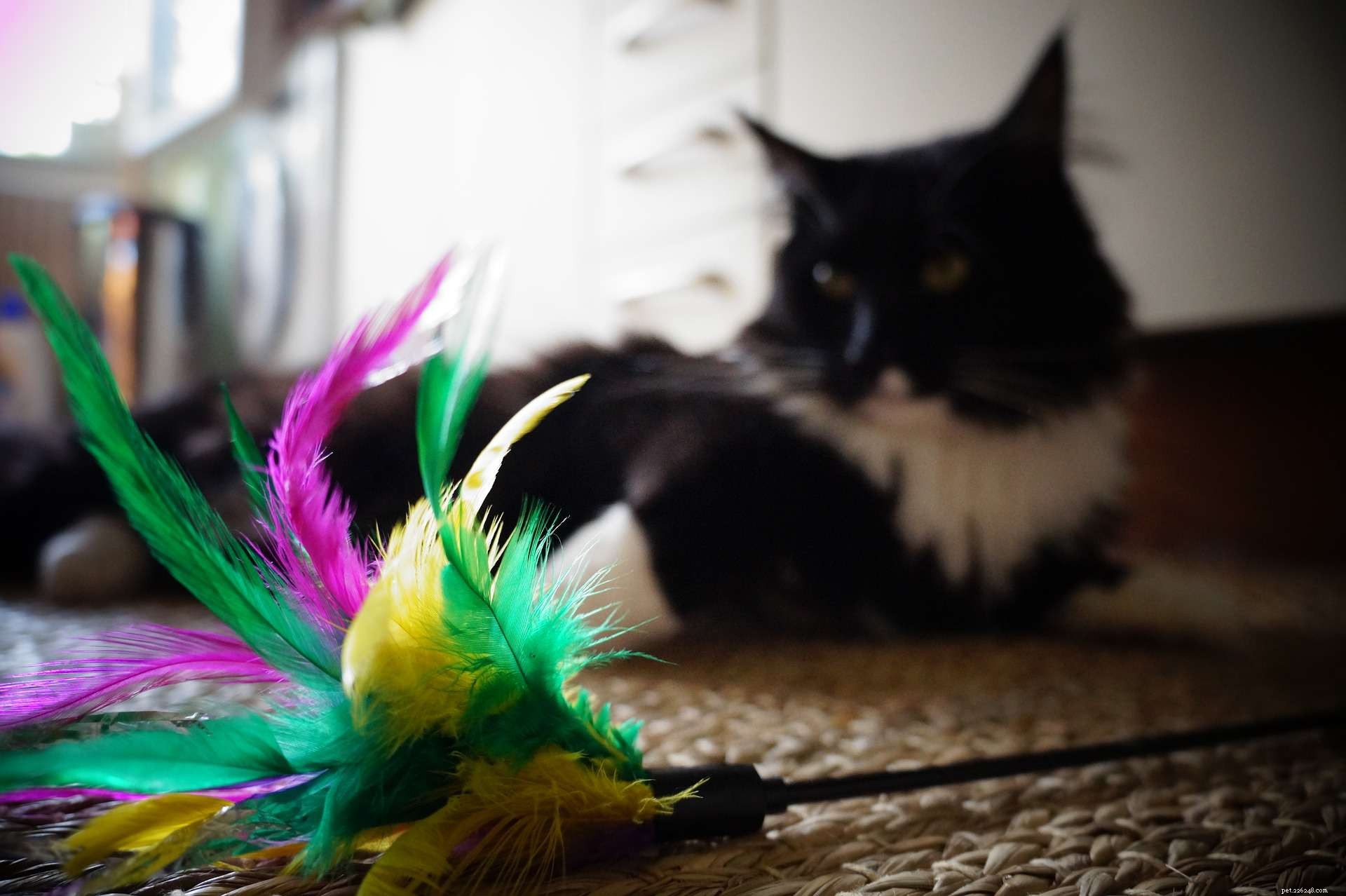 13 Delightful Cats Embracing the Joy of Christmas