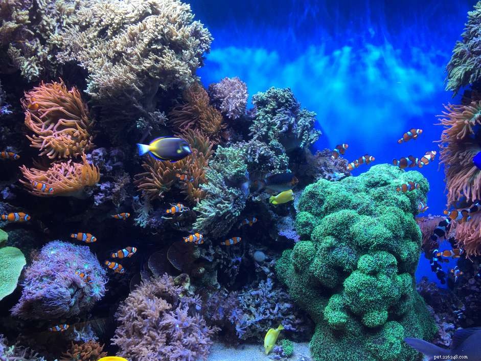 Master Saltwater Aquarium Maintenance: Expert Tips for a Thriving Marine Habitat