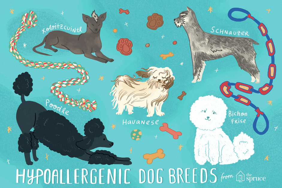Best Hypoallergenic Dog Breeds for Allergy Sufferers