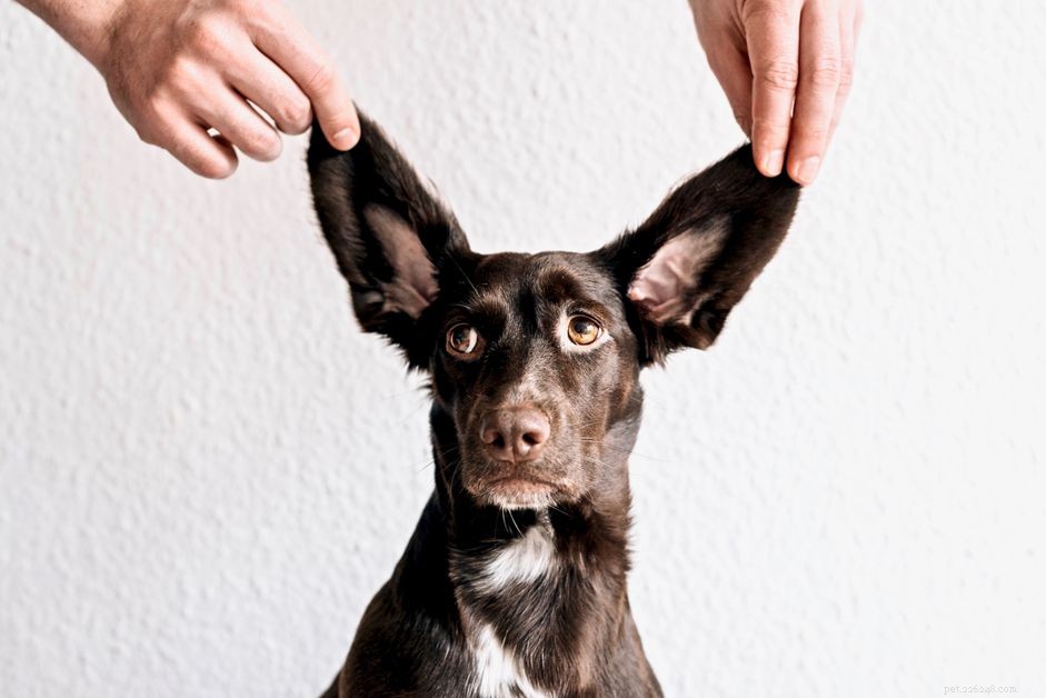 Common Ear Issues in Dogs: Prevention, Detection, and Care