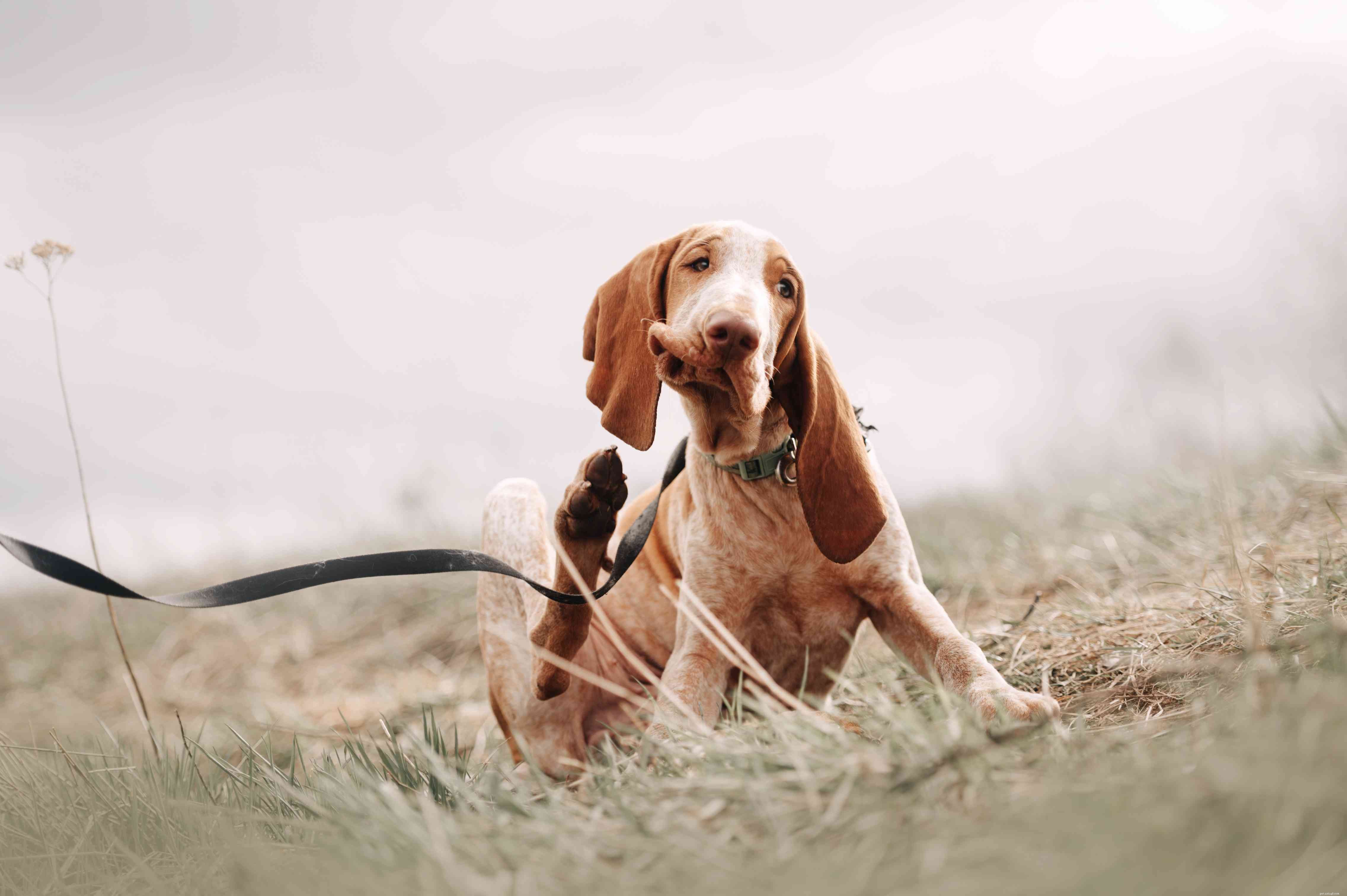 Common Ear Issues in Dogs: Prevention, Detection, and Care