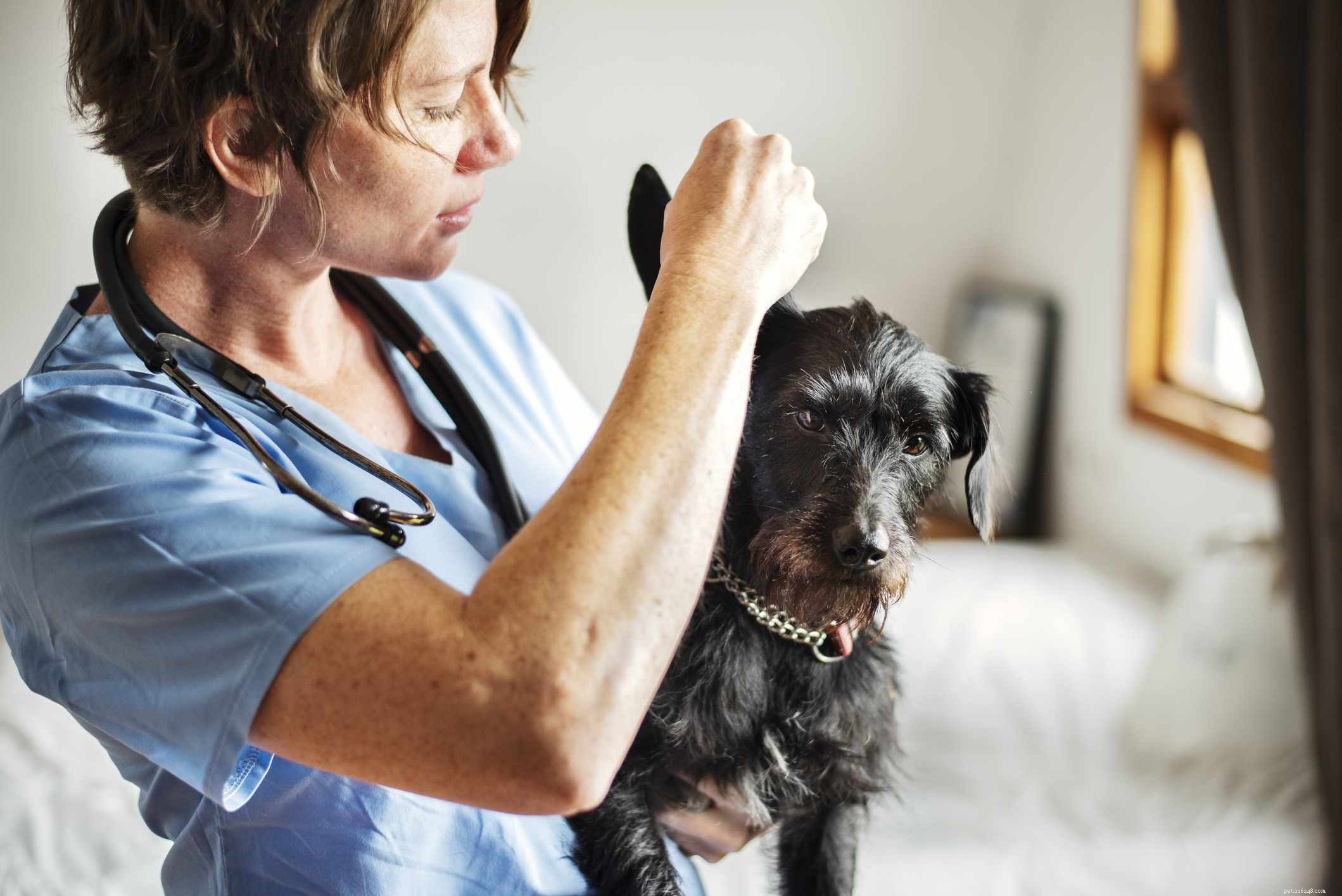 Common Ear Issues in Dogs: Prevention, Detection, and Care