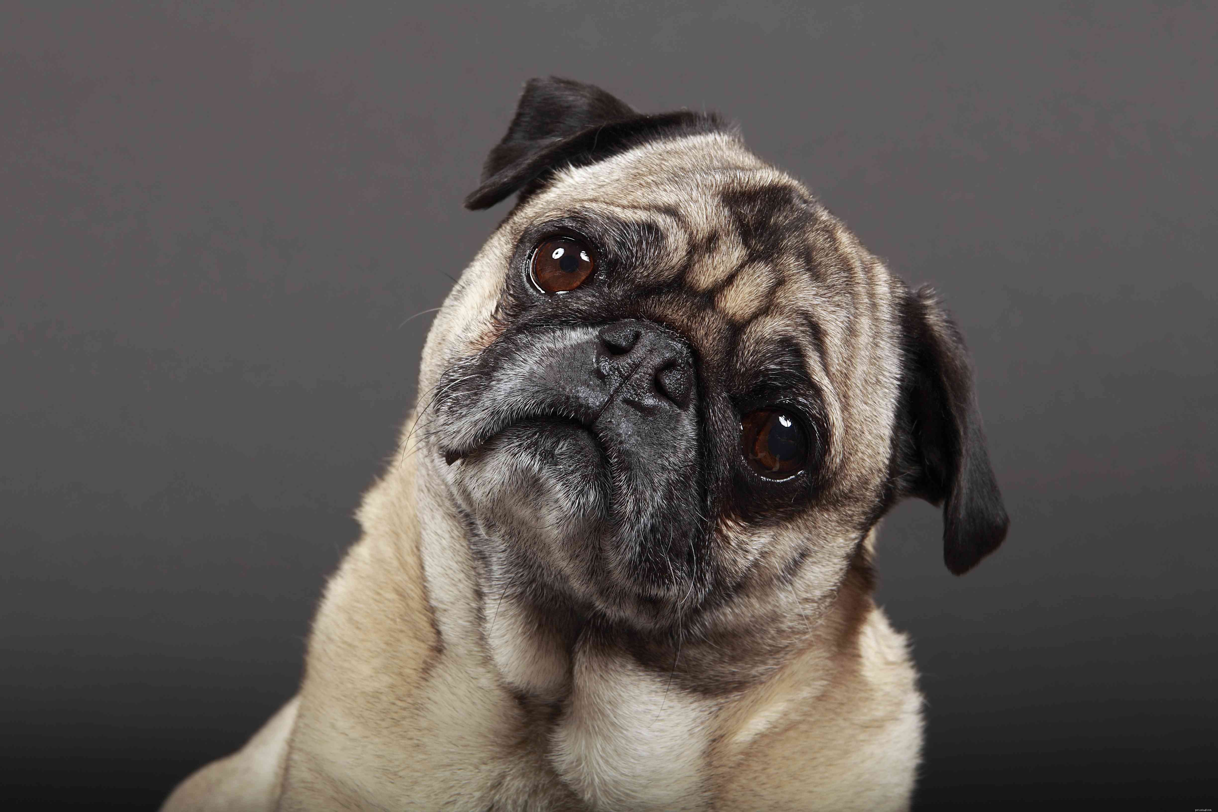 Common Ear Issues in Dogs: Prevention, Detection, and Care