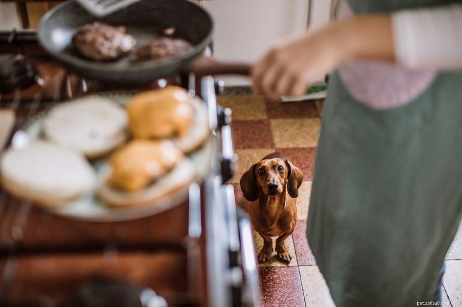 Can Dogs Safely Eat Garlic? Risks, Symptoms, and Alternatives