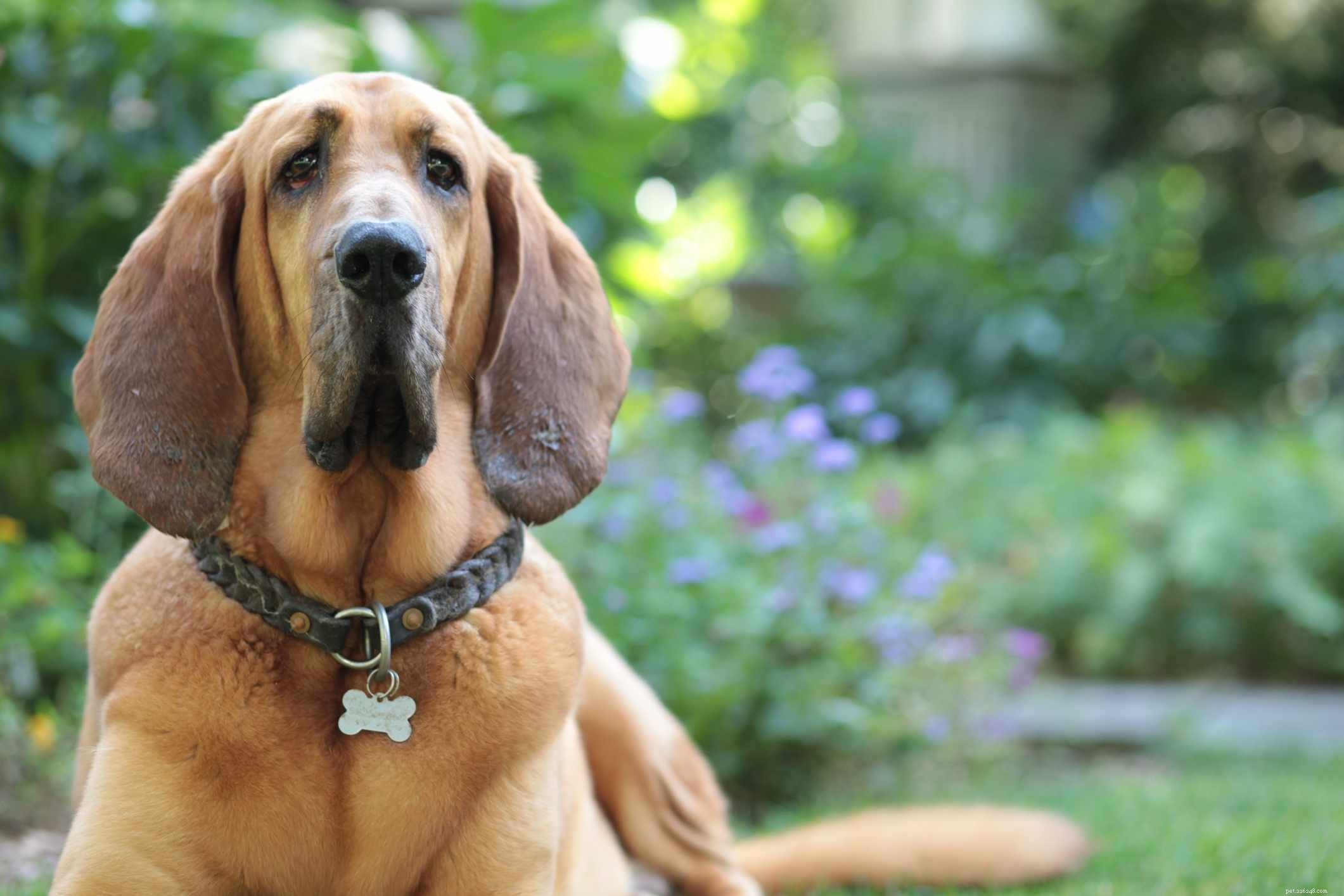 9 Long-Eared Dog Breeds: Cute, Functional, and Scent-Tracking Specialists