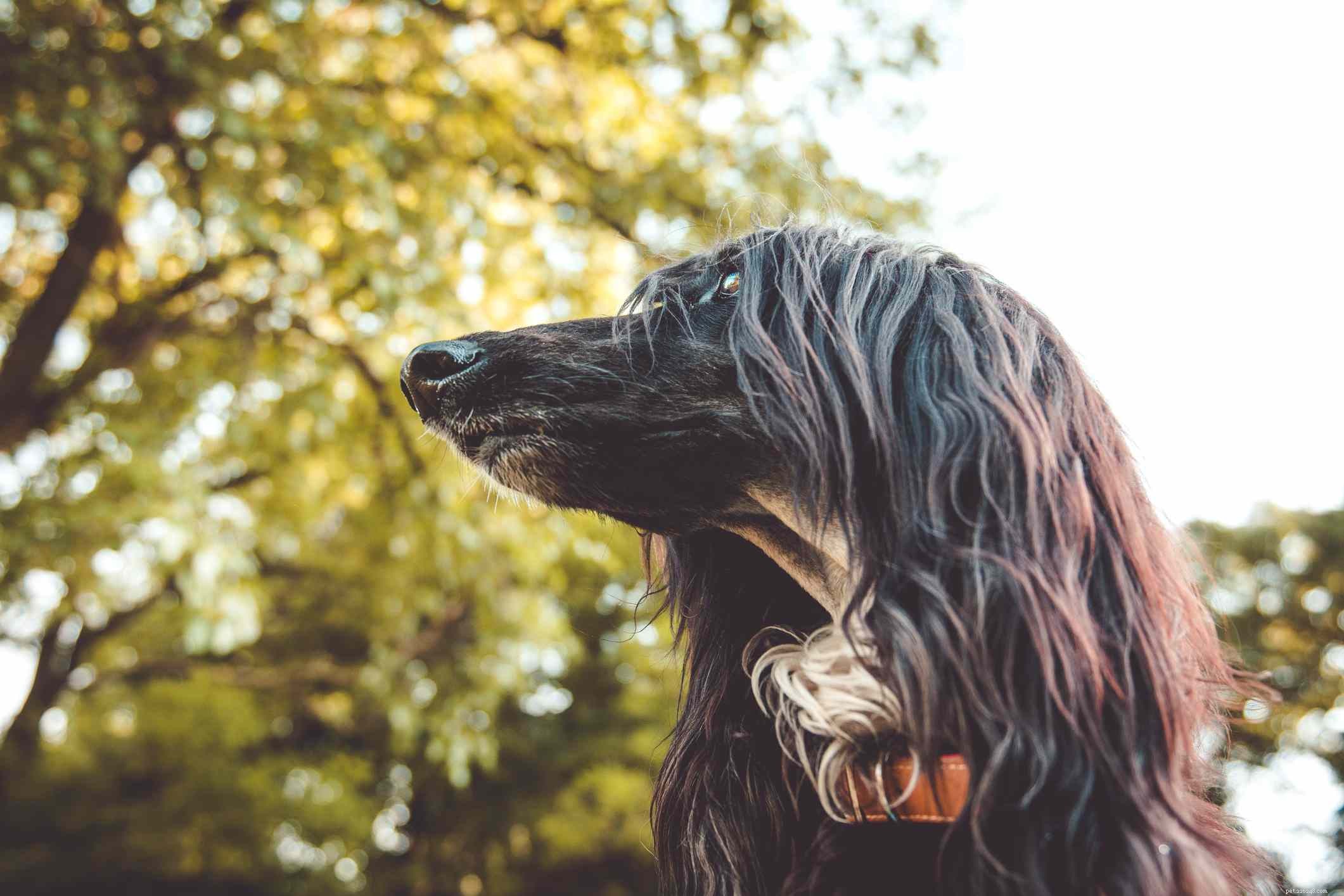 9 Long-Eared Dog Breeds: Cute, Functional, and Scent-Tracking Specialists