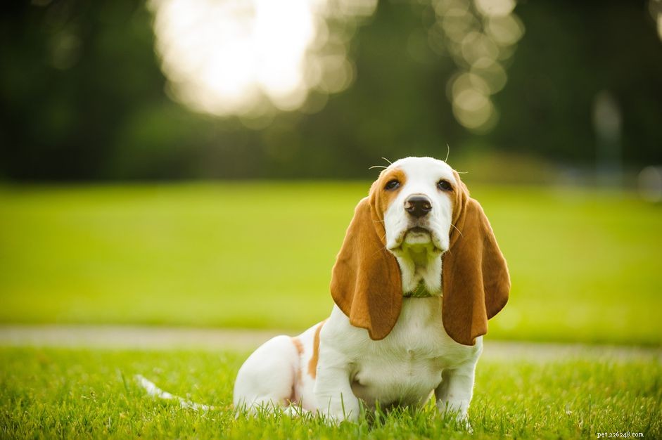 9 Long-Eared Dog Breeds: Cute, Functional, and Scent-Tracking Specialists