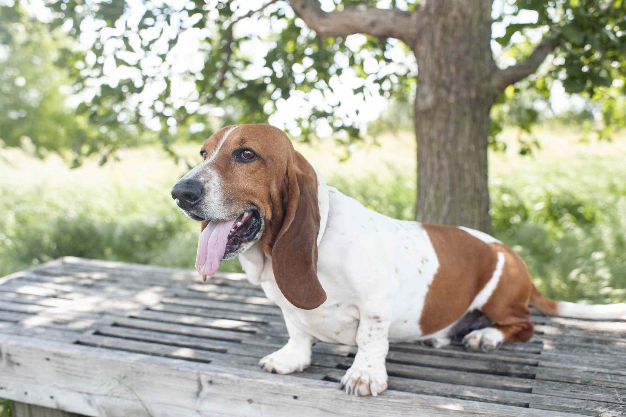 9 Long-Eared Dog Breeds: Cute, Functional, and Scent-Tracking Specialists