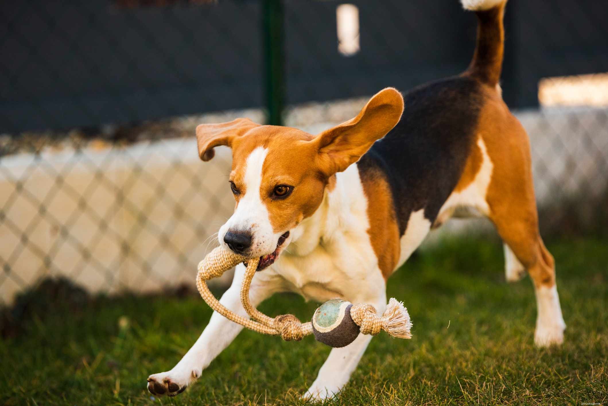 9 Long-Eared Dog Breeds: Cute, Functional, and Scent-Tracking Specialists